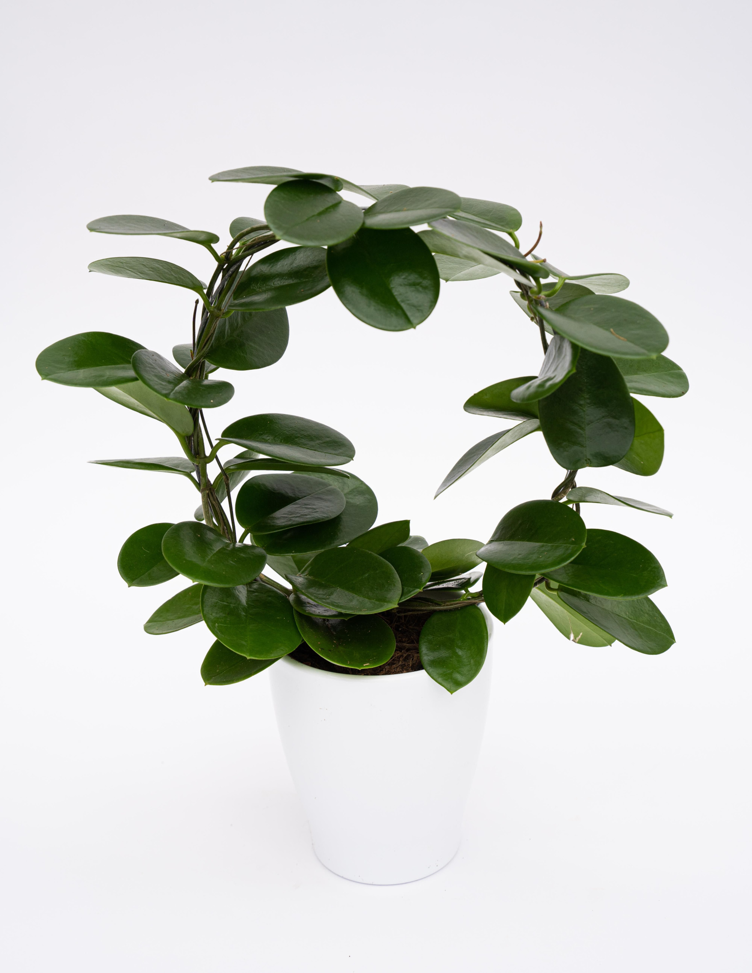 Hoya australis Boog ker. Tulp, D 12