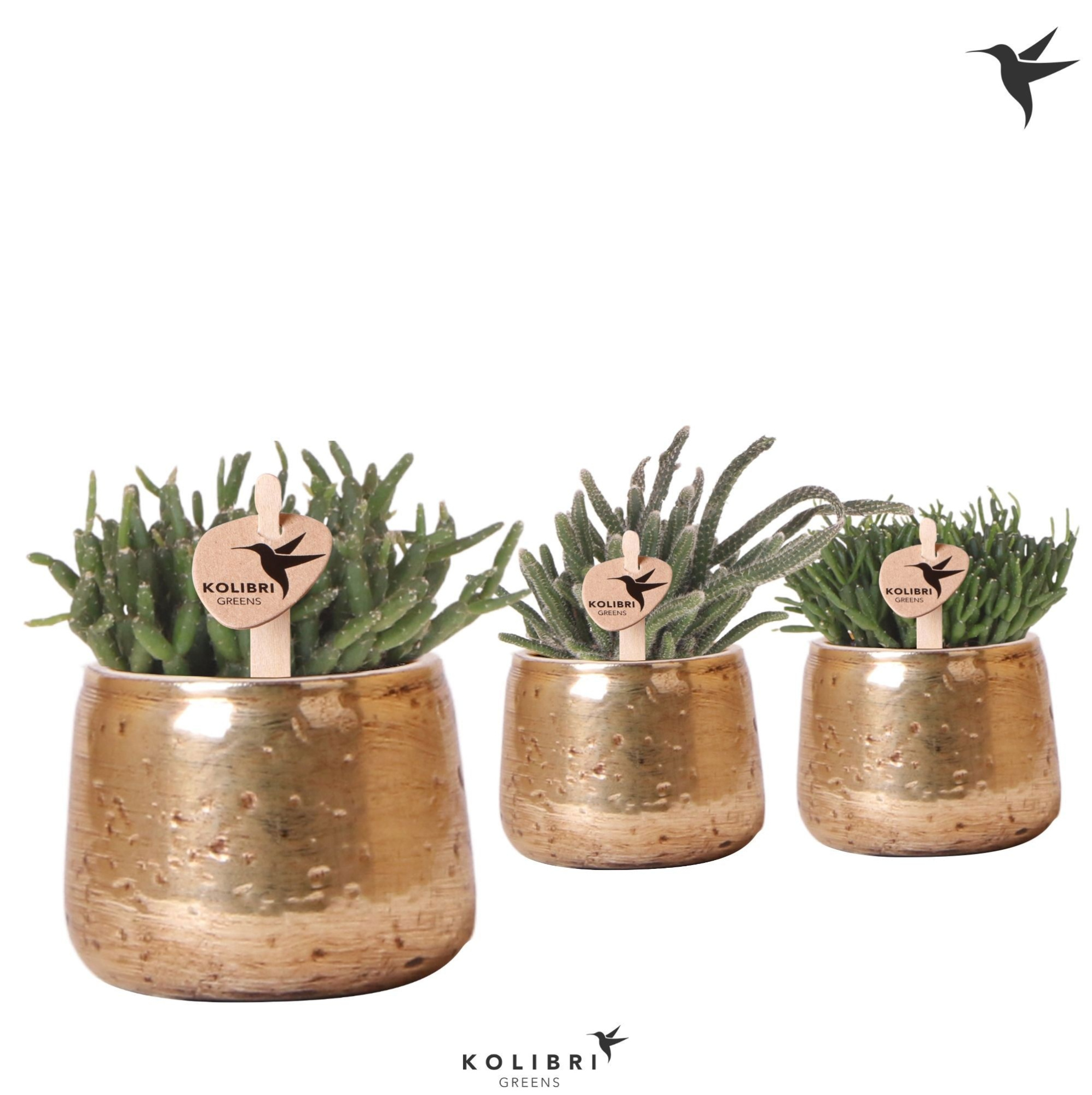 Kolibri Greens Rhipsalis mix in Luxury pot gold, D 6