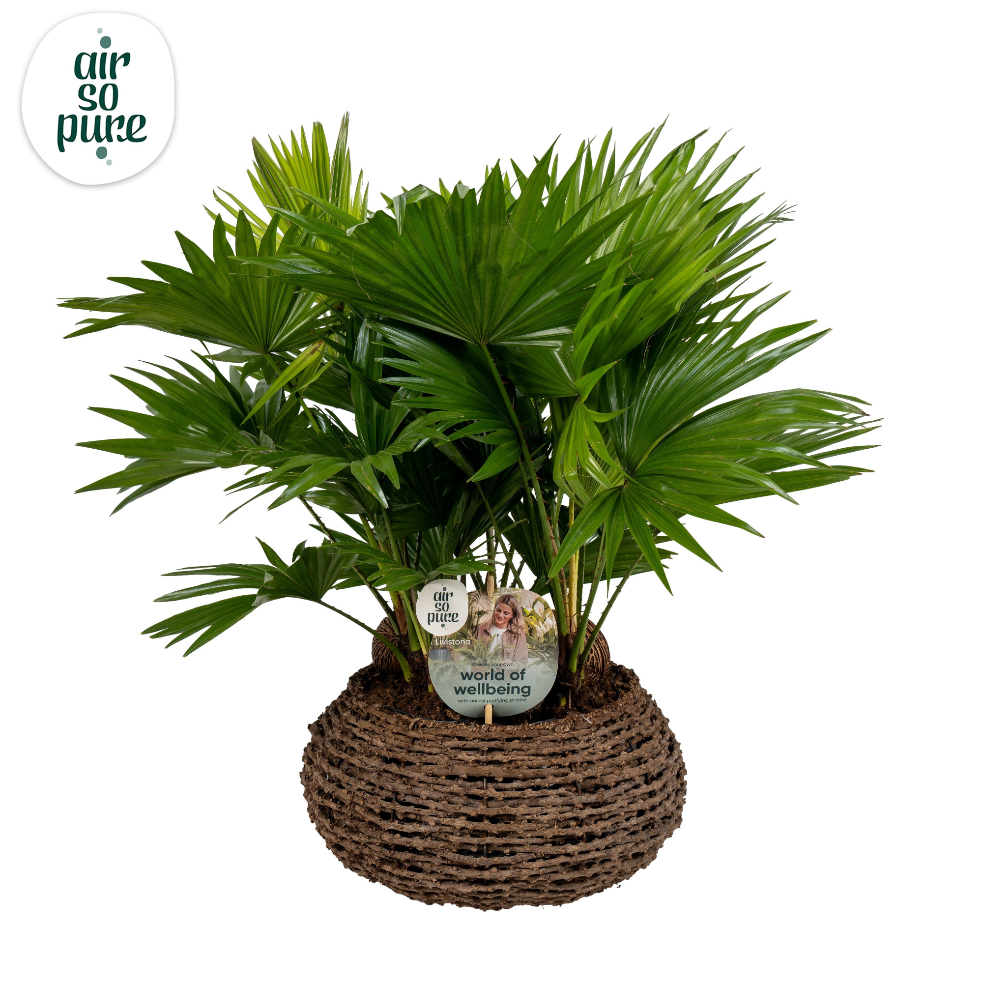 Livistona in caryota mand air so pure ASPD etiket Air So Pure, D 35 cm