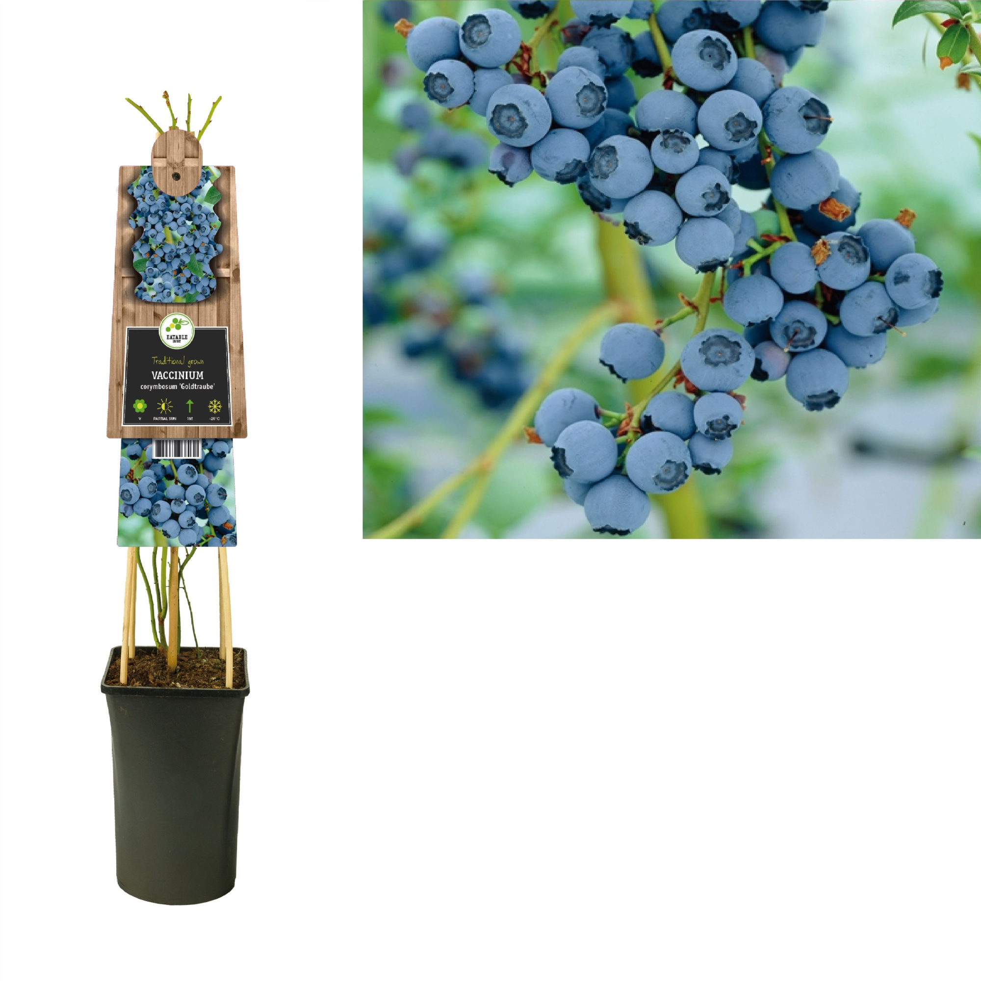 Vaccinium corymbosum 'Goldtraube' +3.0 label, D 17 cm
