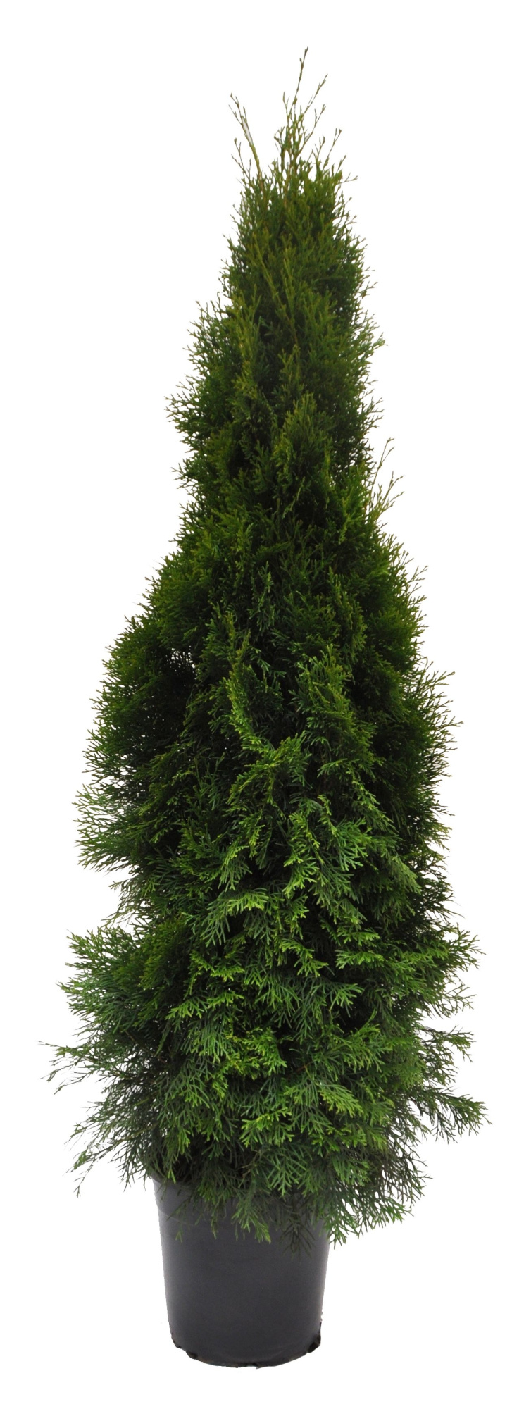 Thuja occ. Smaragd, plantmaat 120-140 cm - Rondgestoken -, D 27