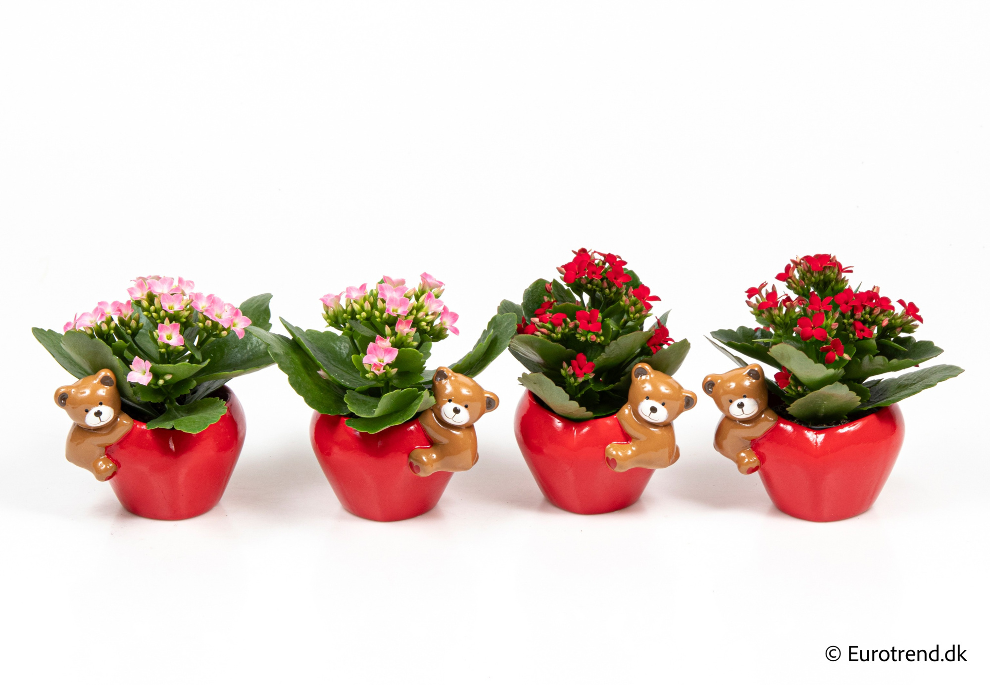 Kalanchoe in Valentine ceramic 2026, D 6