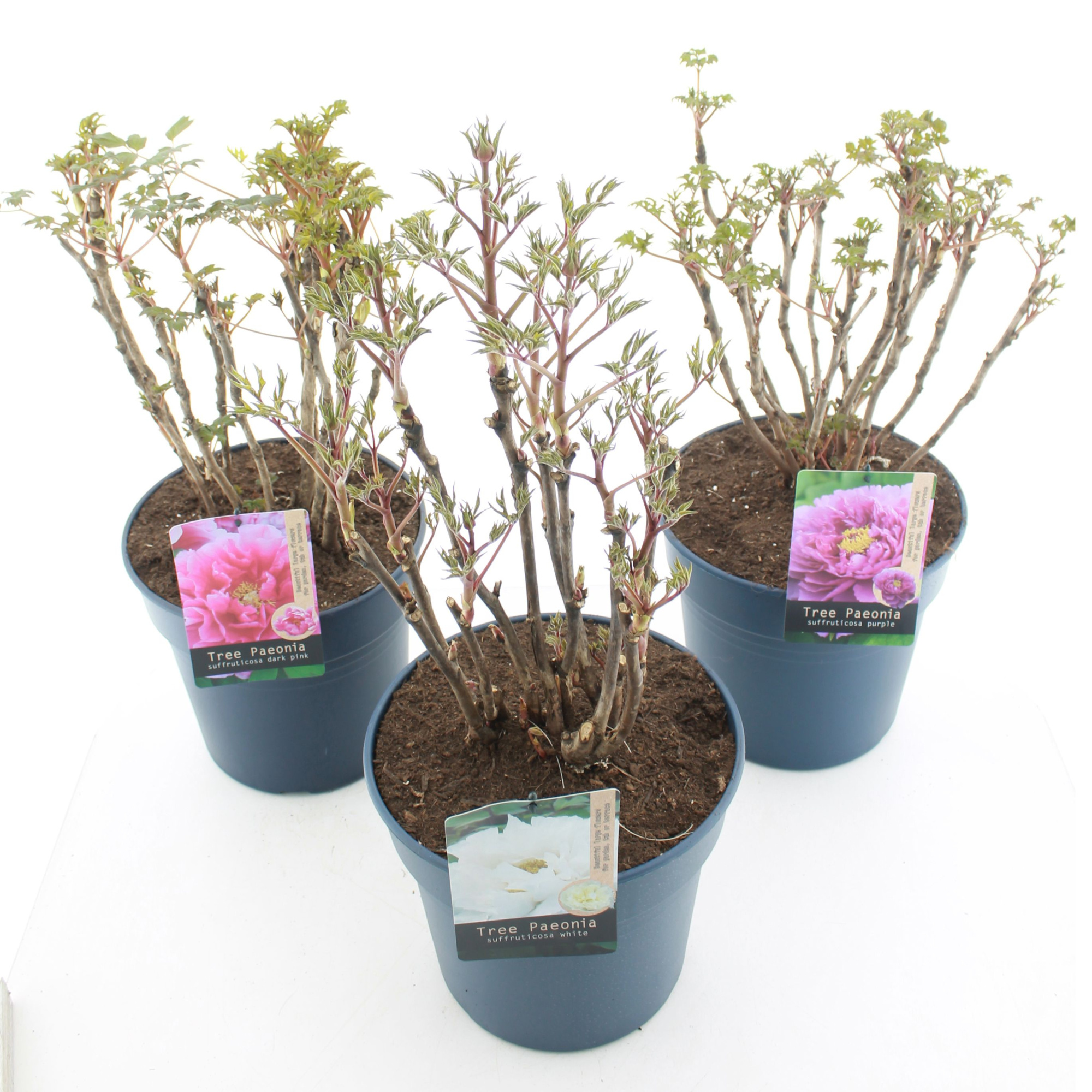 Paeonia suffruticosa MIX C12 (32cm.), D 32