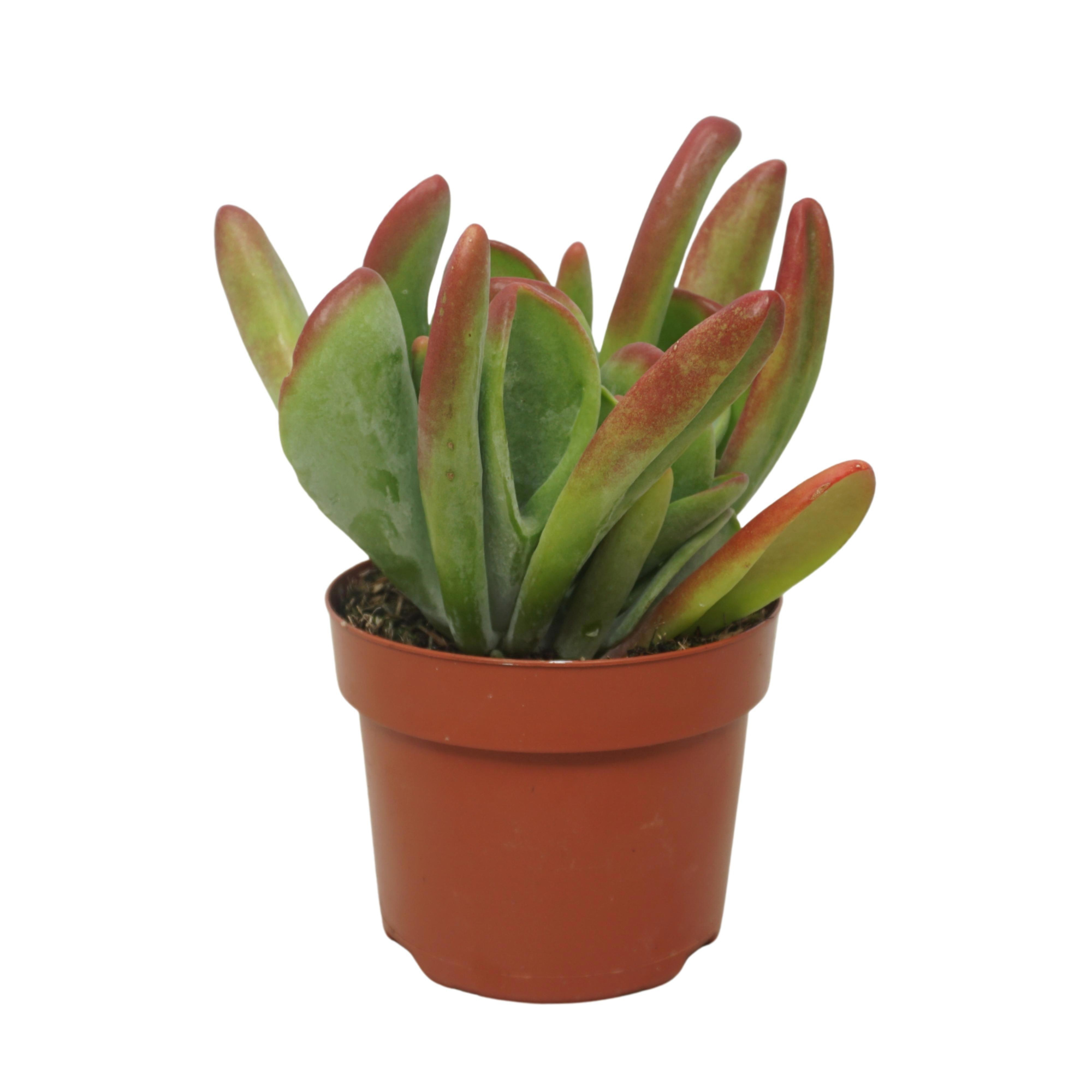 Kalanchoë oricula 12 cm, D 12