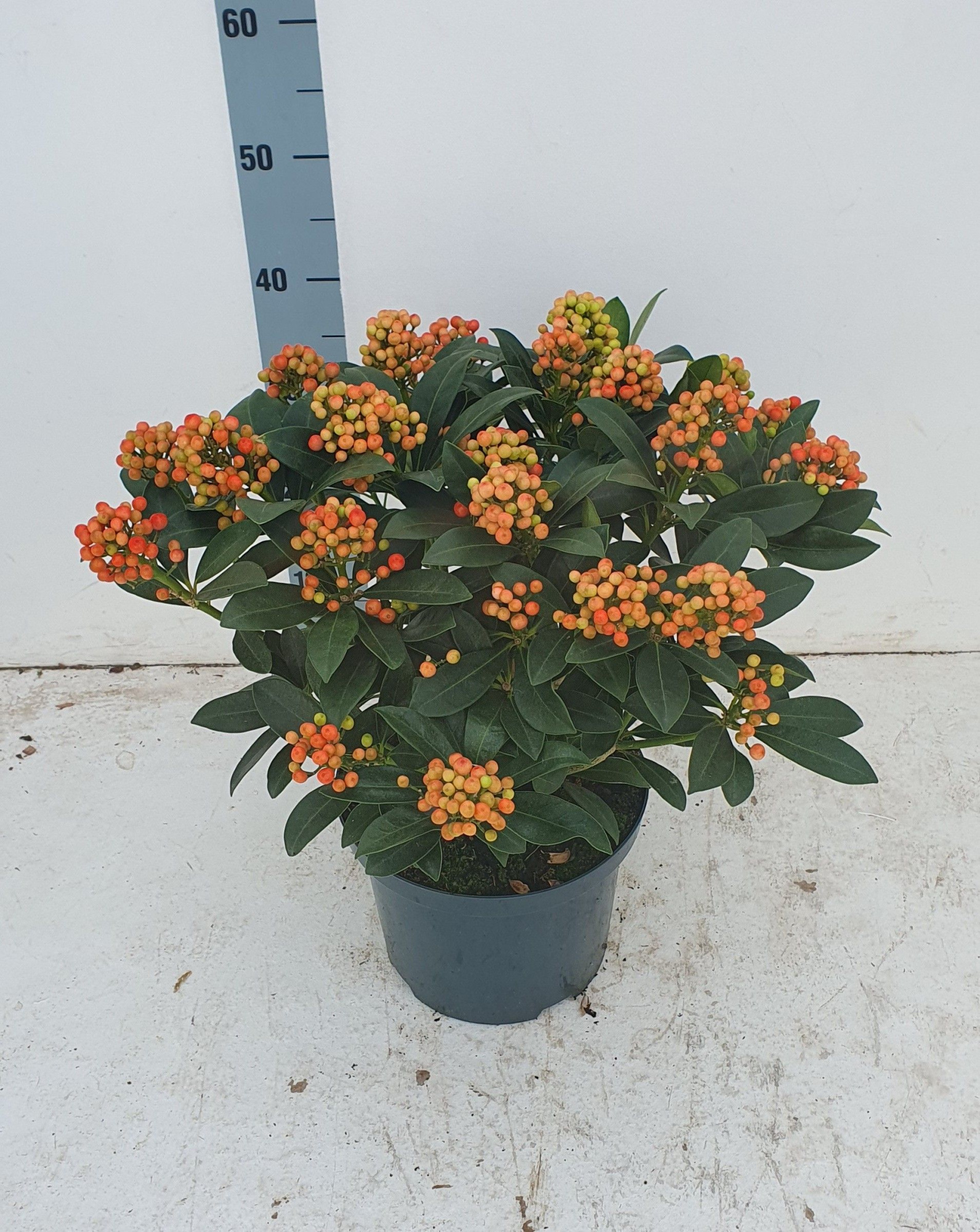 Pabella 23cm 20+ tros, D 23 cm