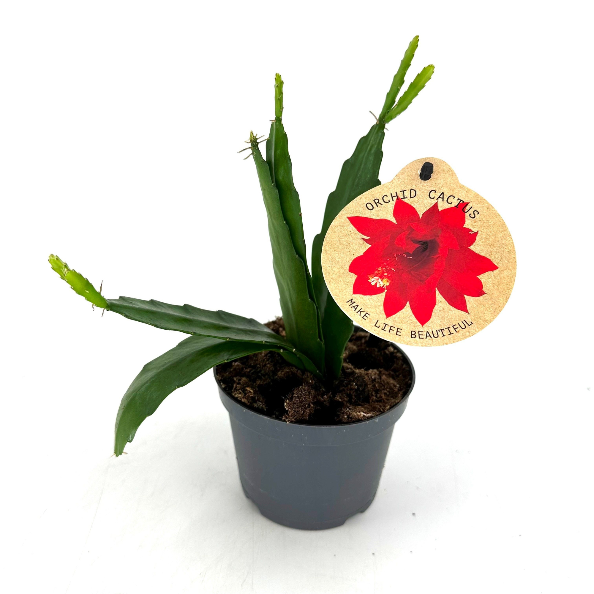 "Ochide Cactus" Epiphyllum Ackermannii, D 12 cm