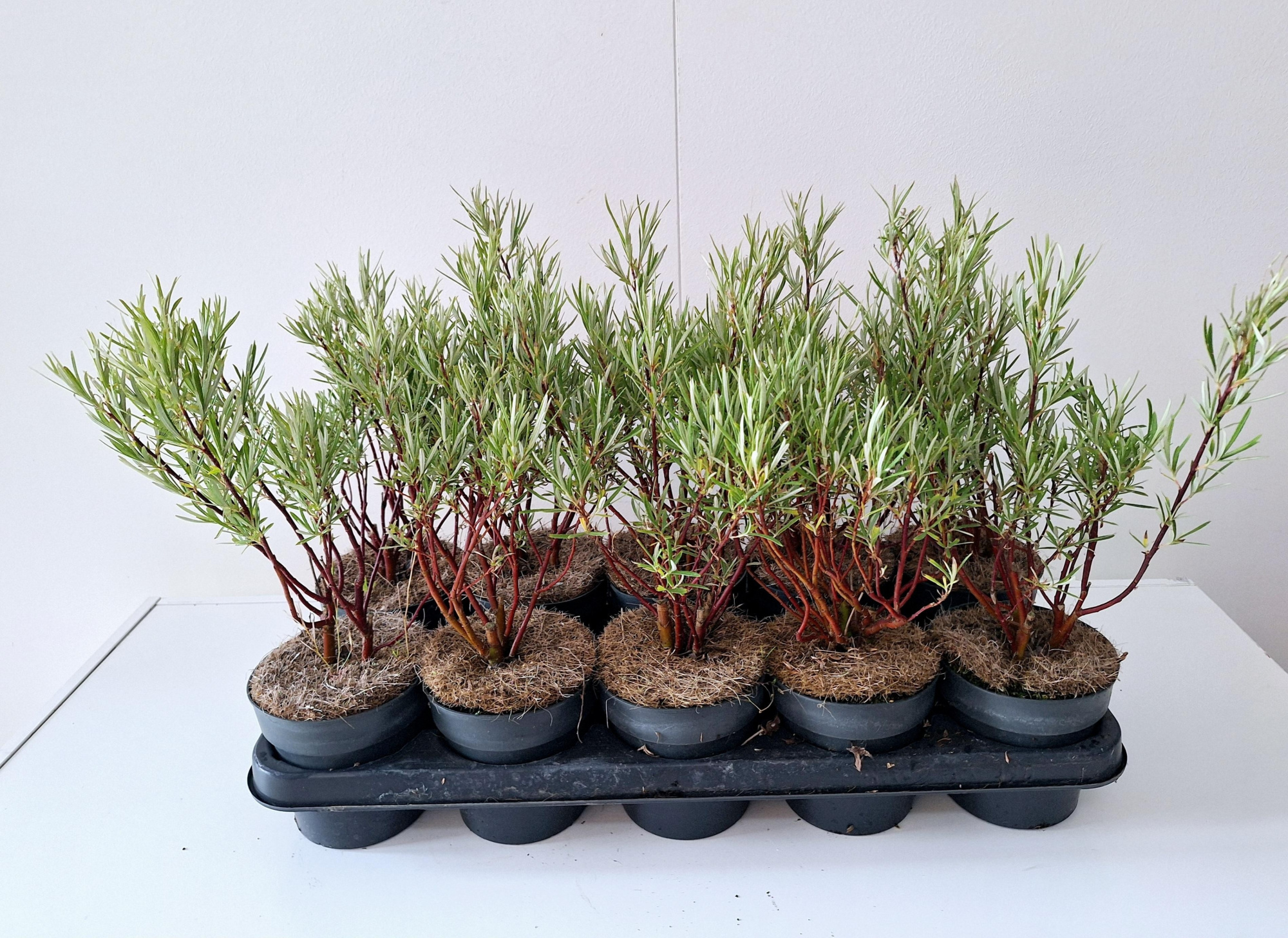 Salix Palmova bush p12, D 12 cm