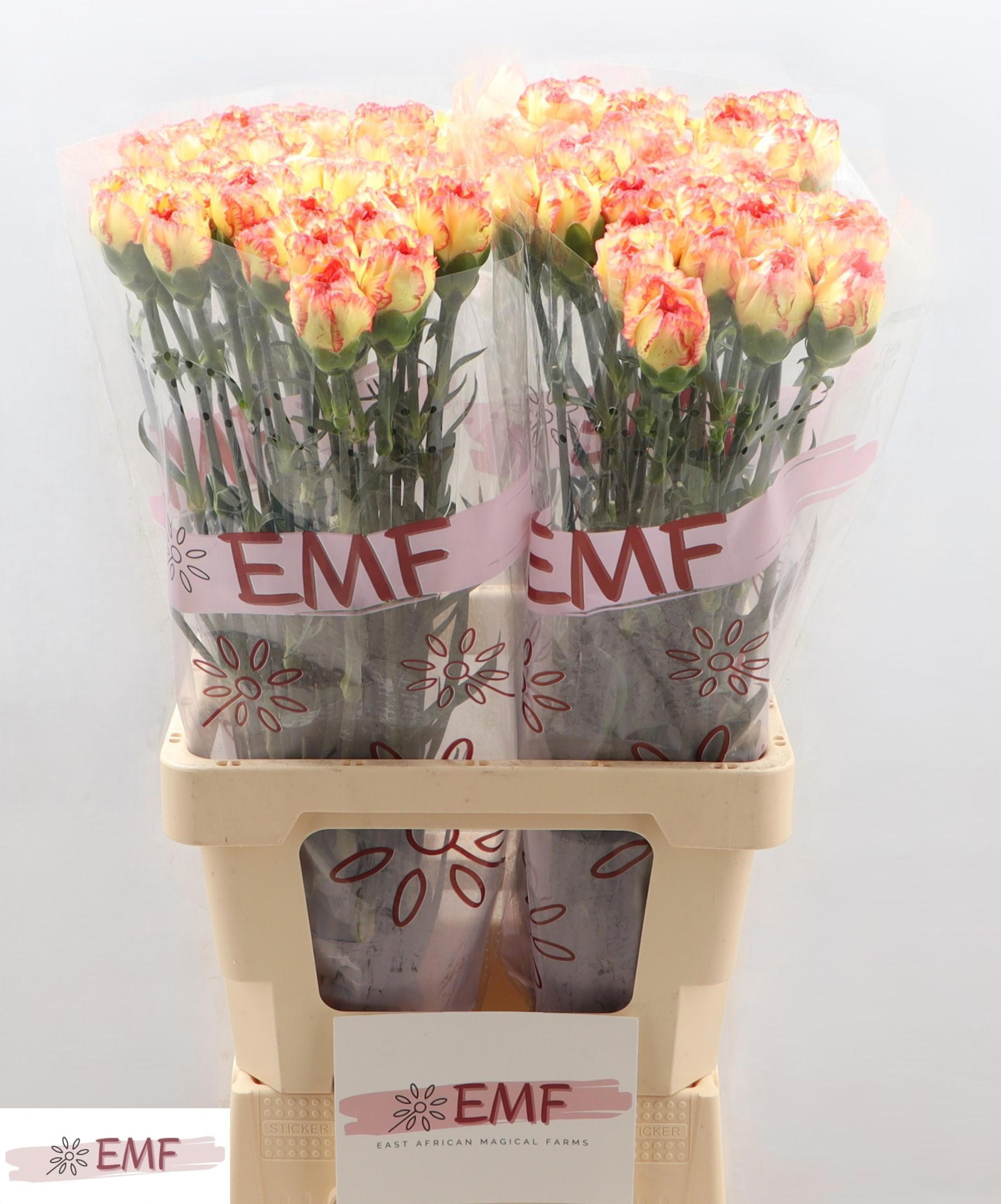 Диантус од. Диего, шт.