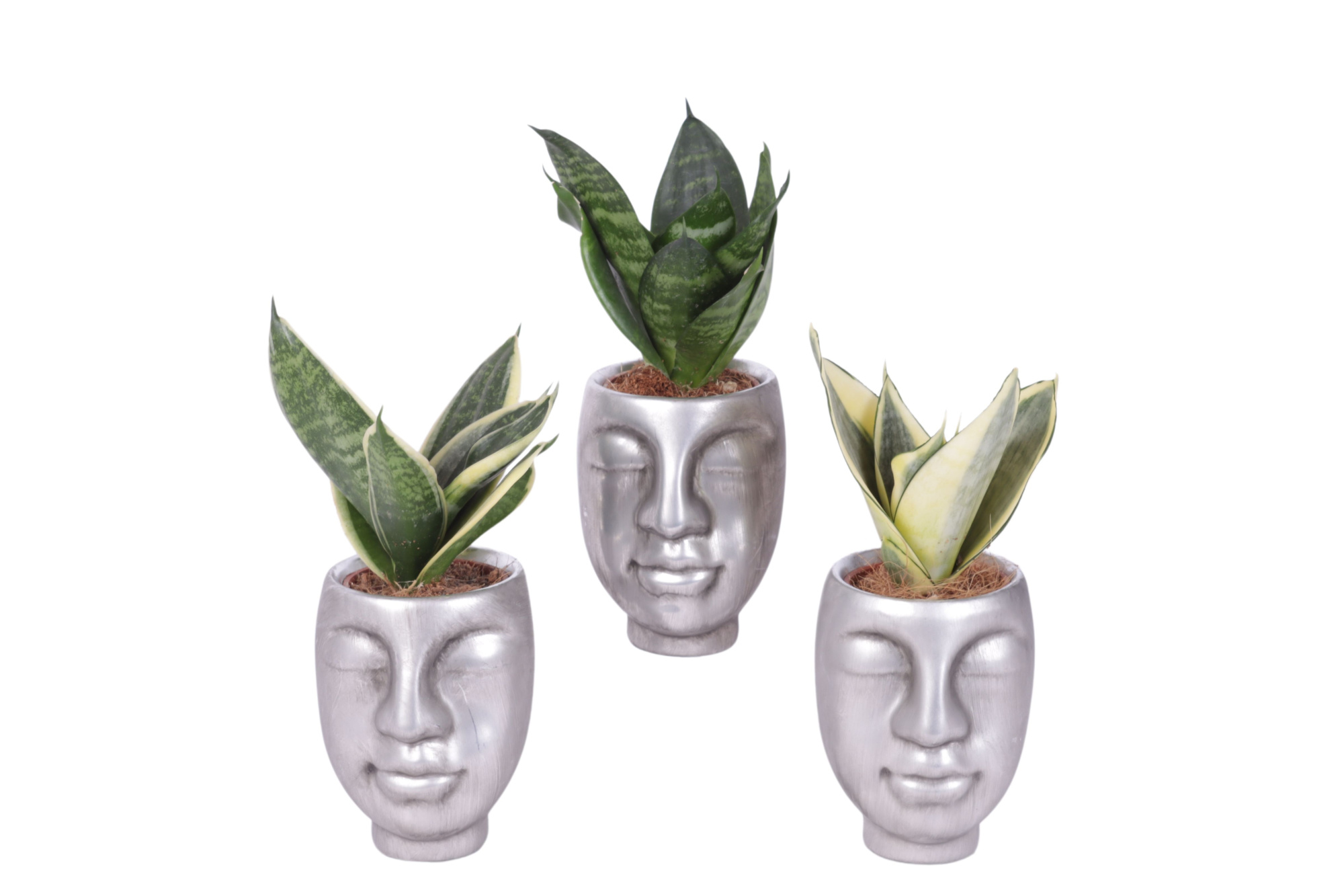 Sansevieria trif. Mix pot ø06cm Ceramic Face Pot Silver Ø09cm, D 9 cm