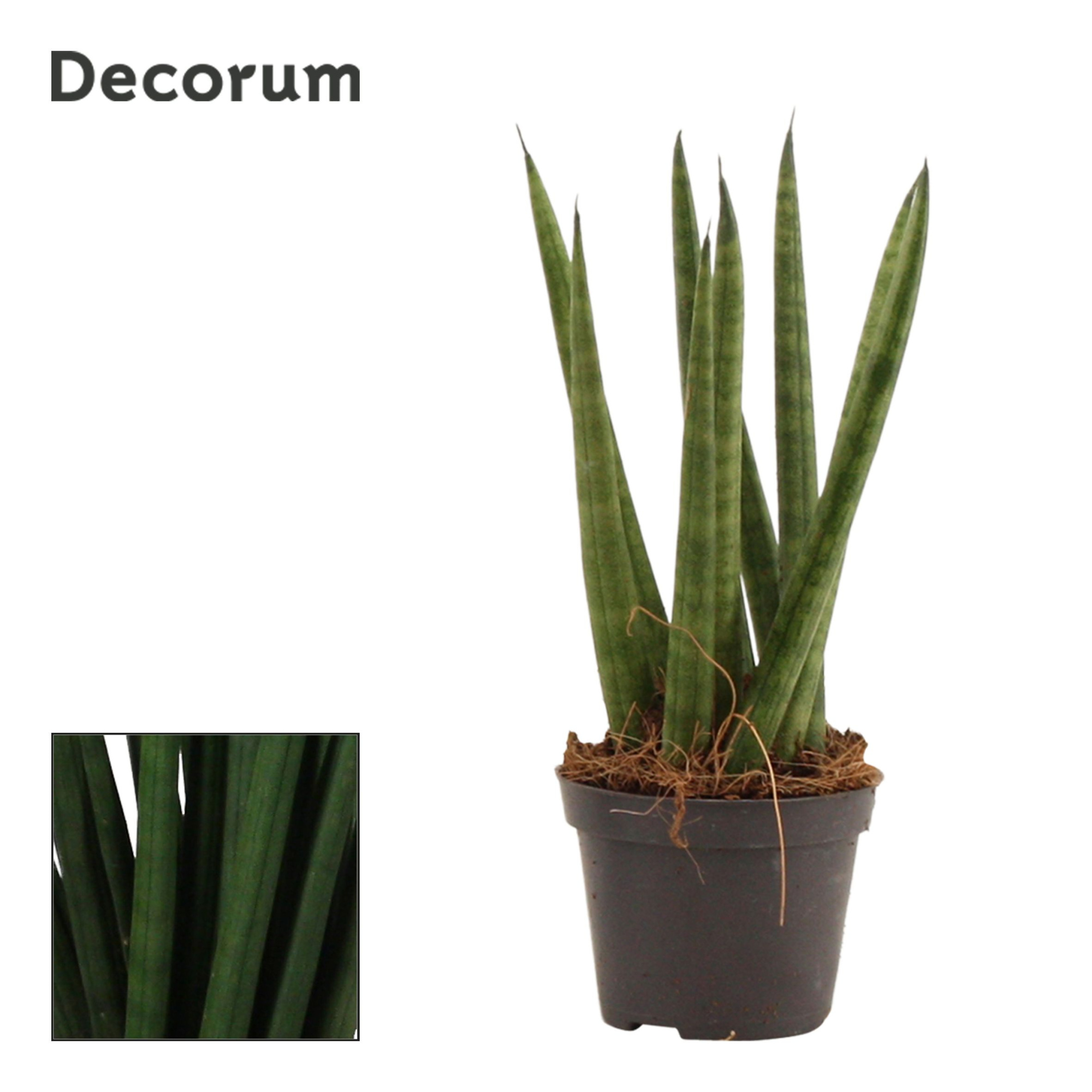 Sansevieria Cylindrica 6 cm Spaghetti (Decorum), D 6 cm