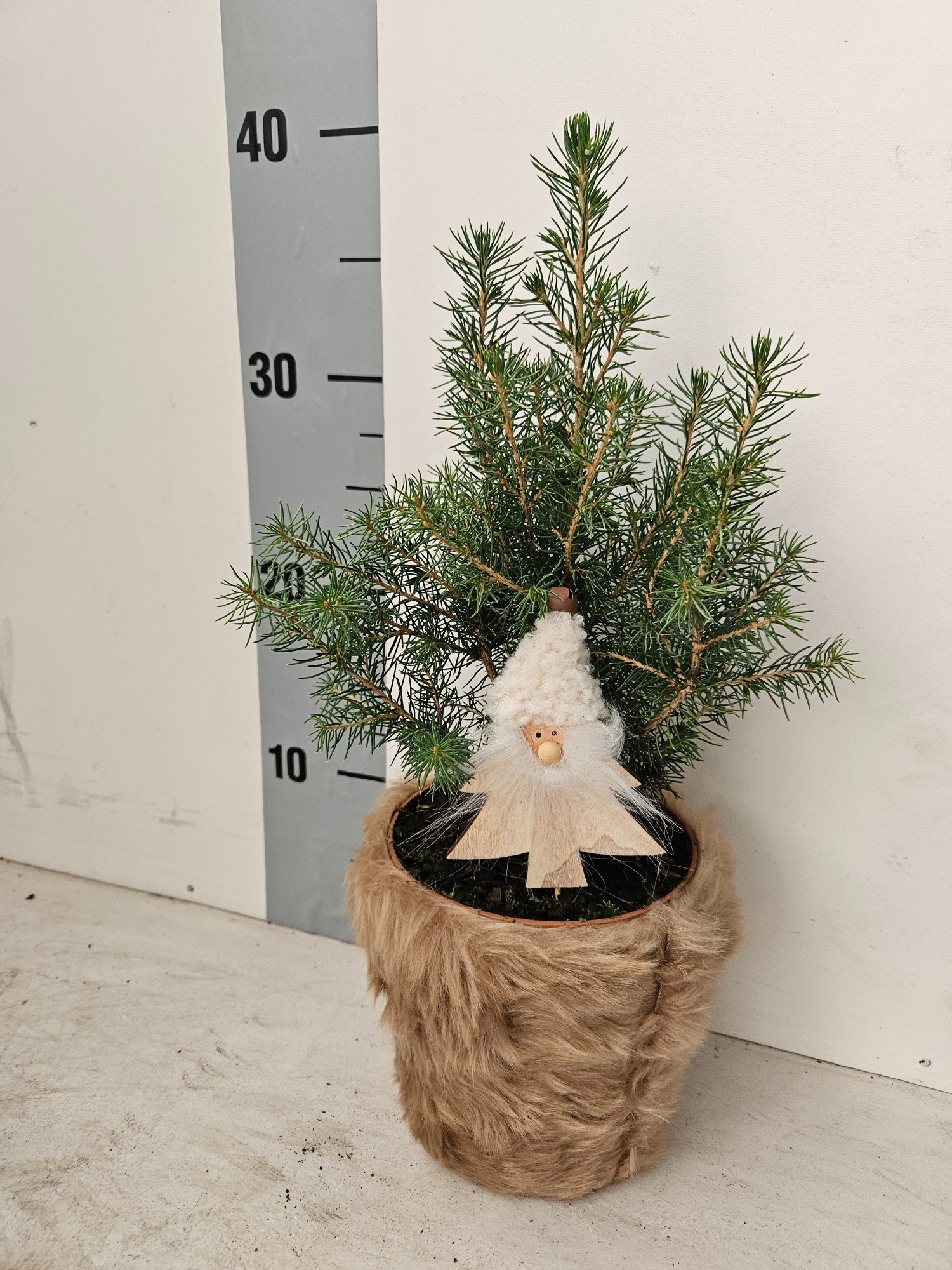 P12 Kerst picea conica dezember in furpot met kerstman, D 12