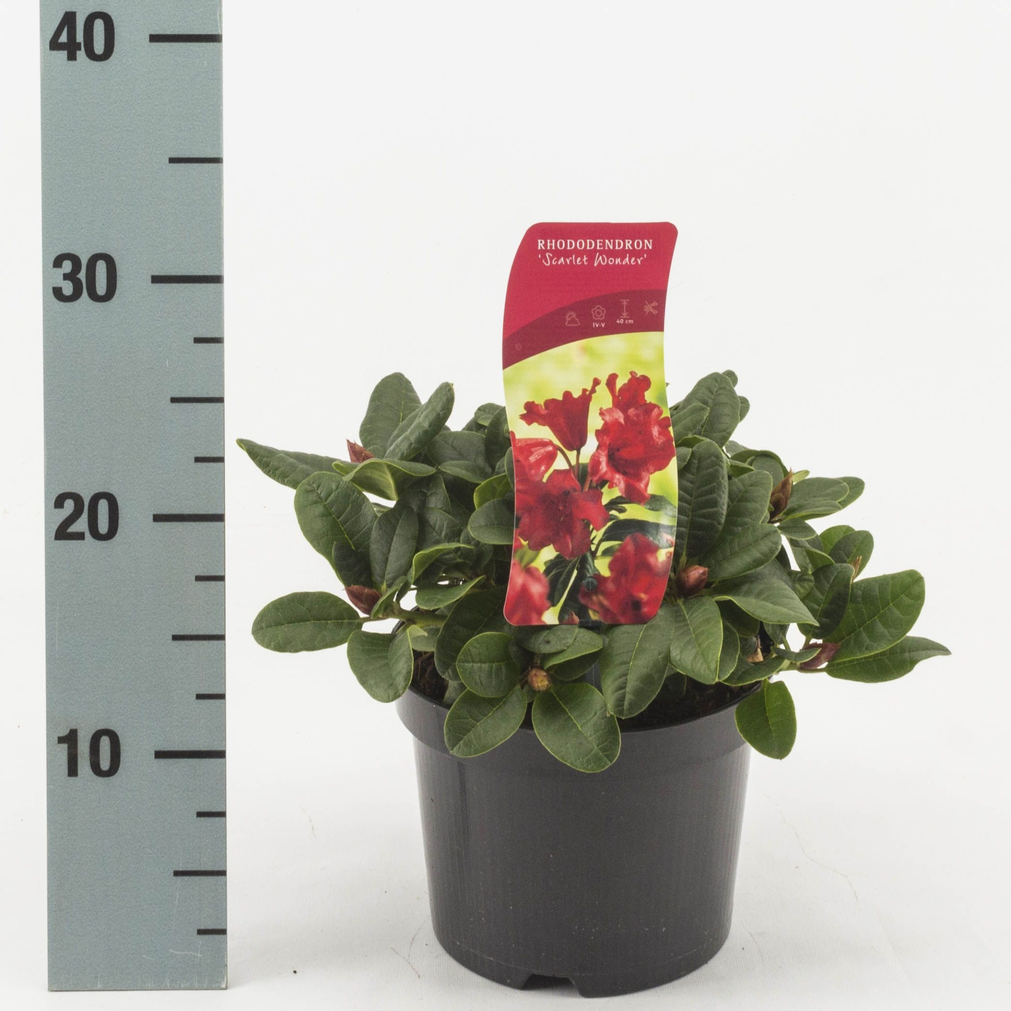 Rhododendron 'Scarlet Wonder', D 17