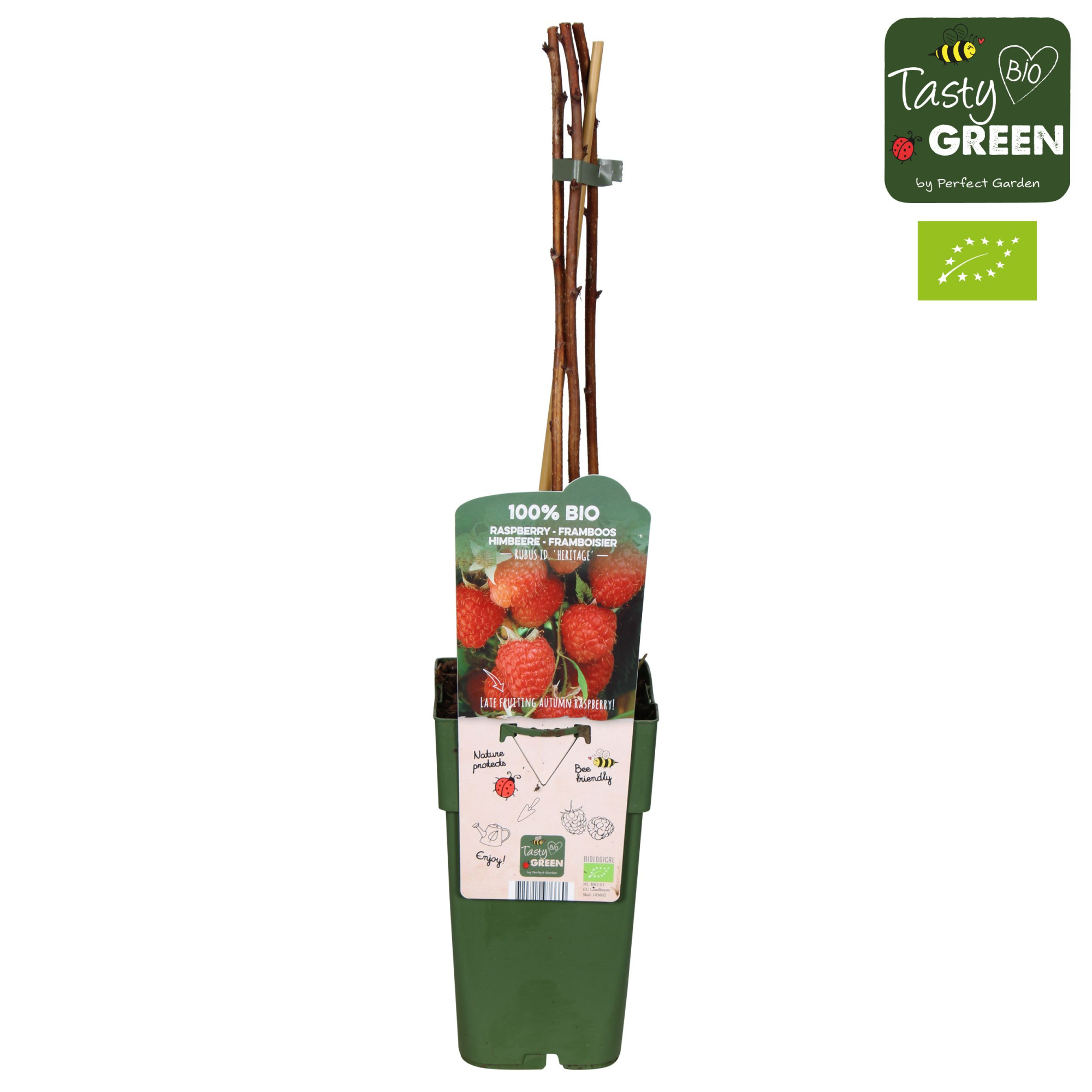 Rubus idaeus 'Heritage' Bio P15, D 15
