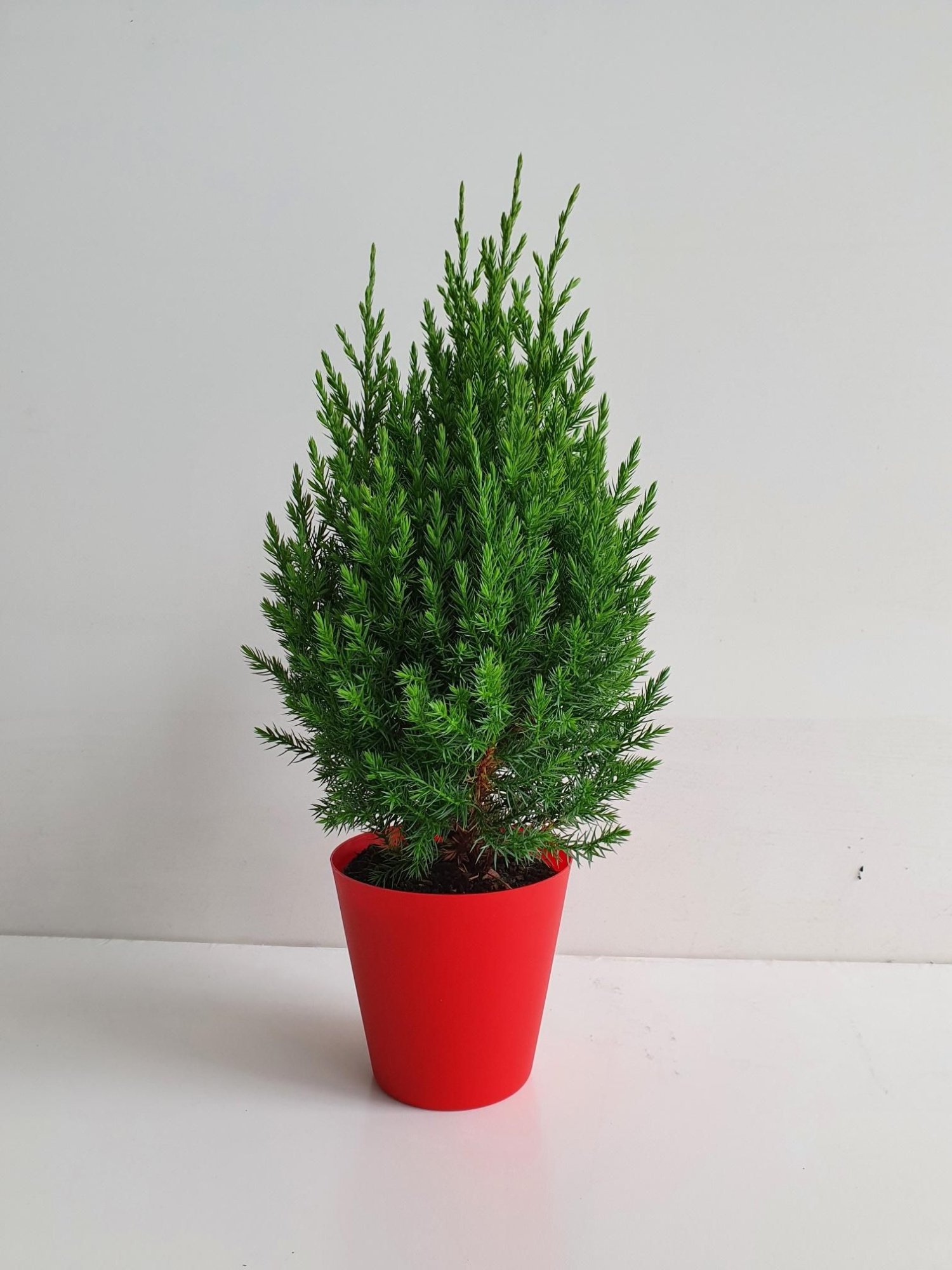 Juniperus chinensis 'Stricta' met rode coverpot, D 14 cm