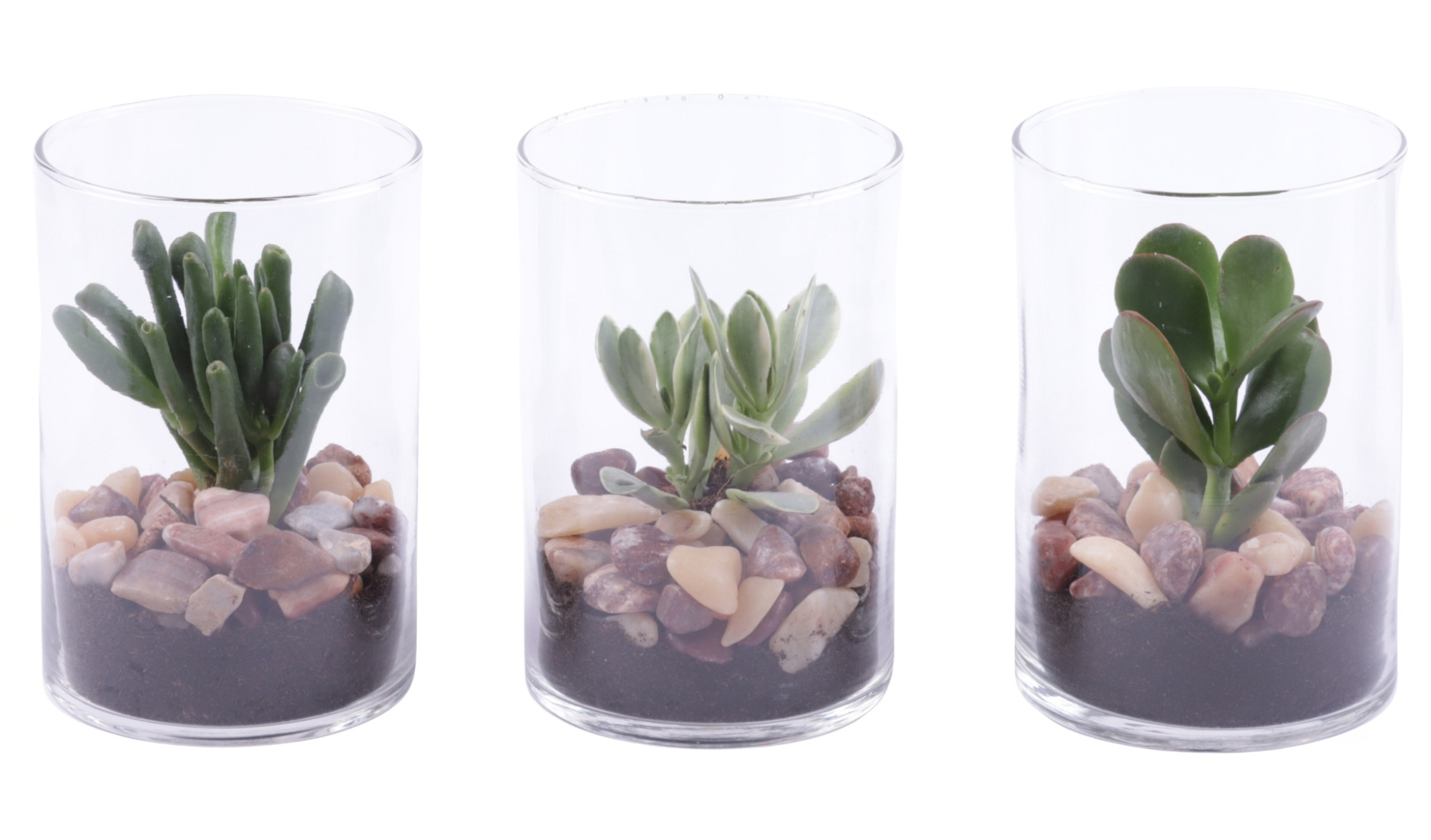 Yearround Arr. Succulent Glass Cylinder Ø11,5cm 1PP, D 12 cm