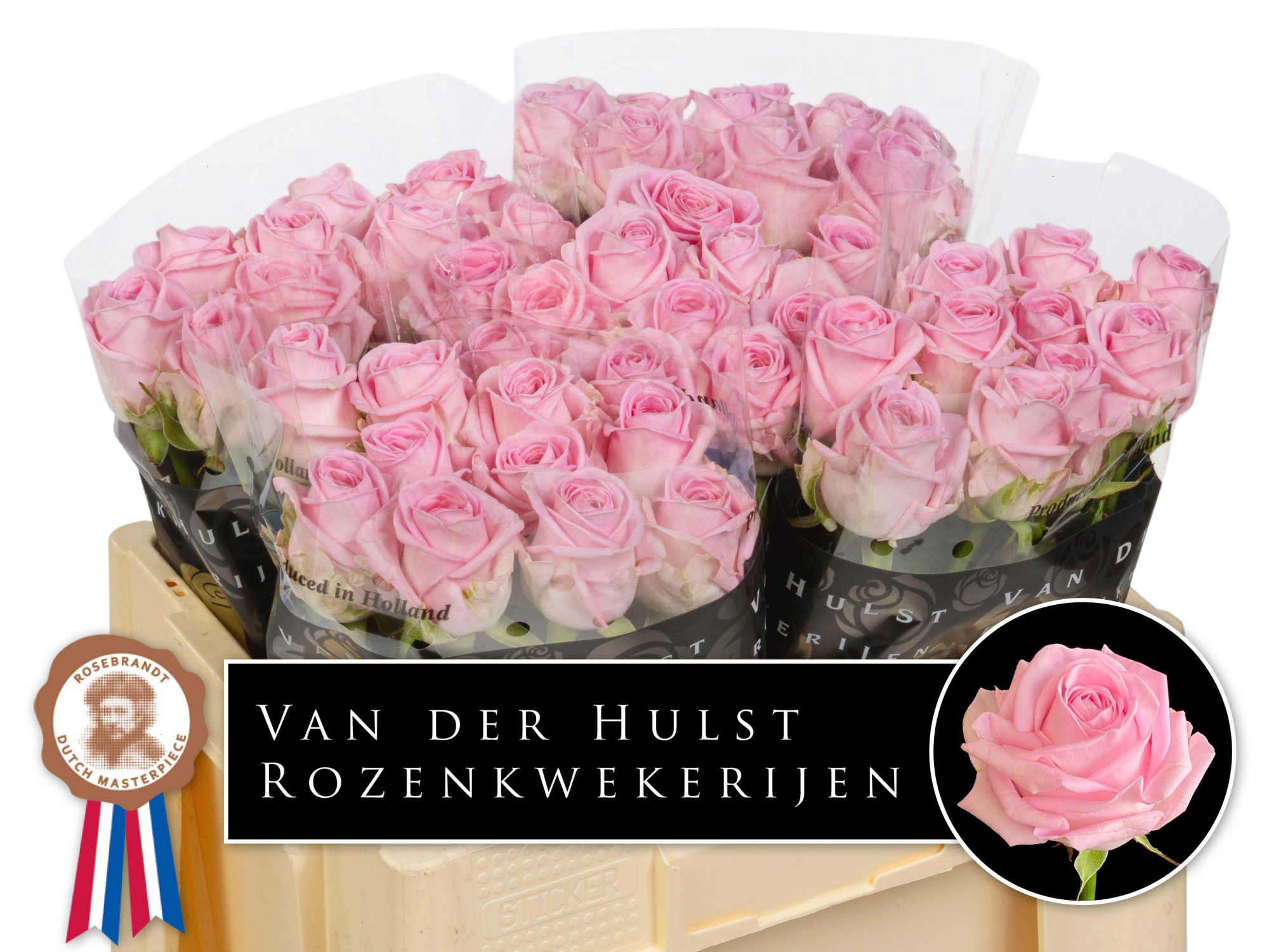 Роза од. Зайна! 50, шт.