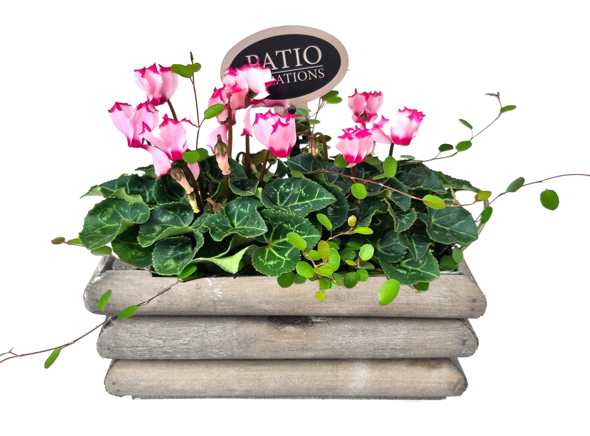 CYM787-9001 Cyclaam/Muehlenbeckia Guus S, D 21 cm