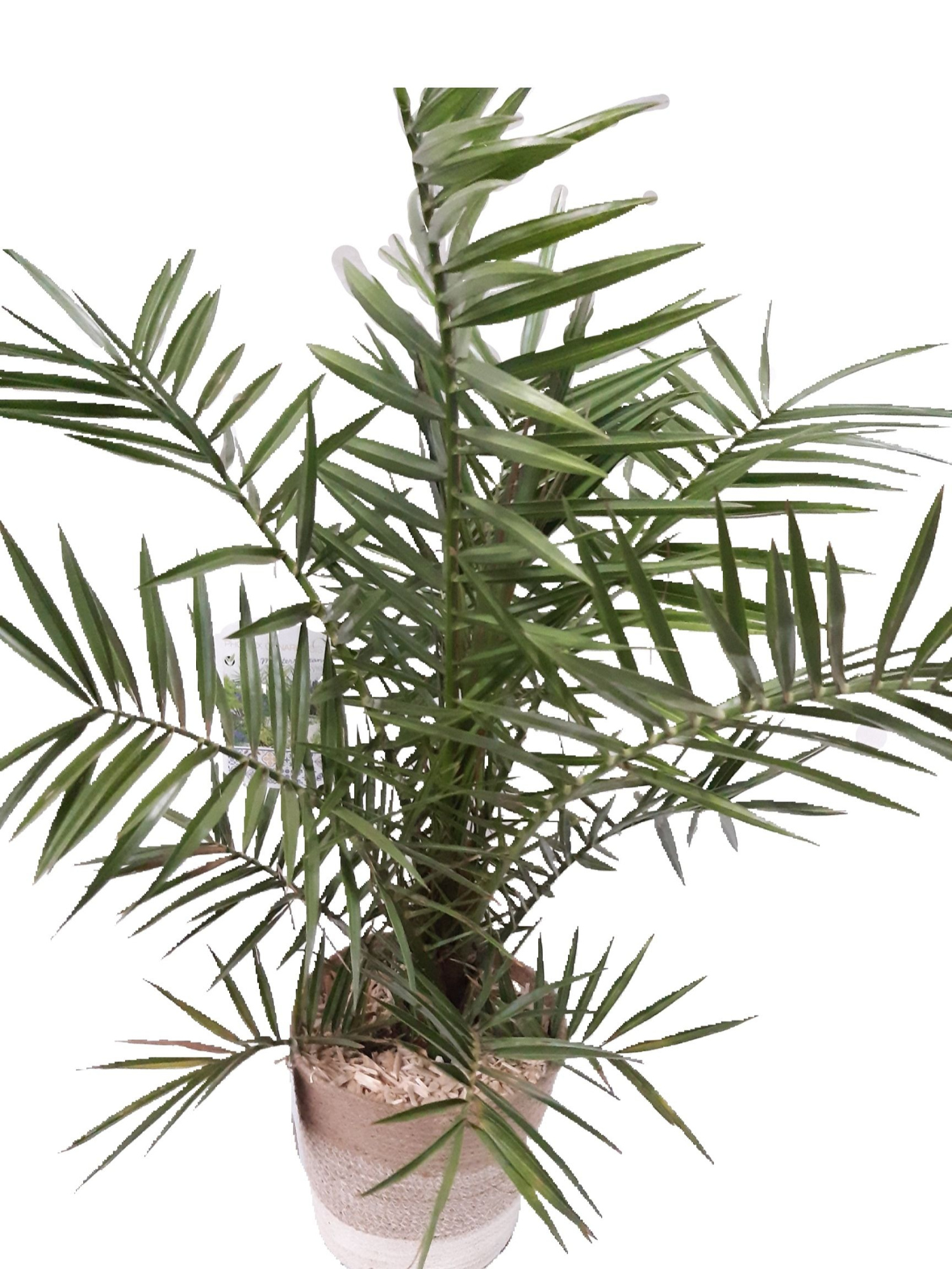 MJ24PHOCA Phoenix Canariensis H90 Jute Mand D24, D 24 cm