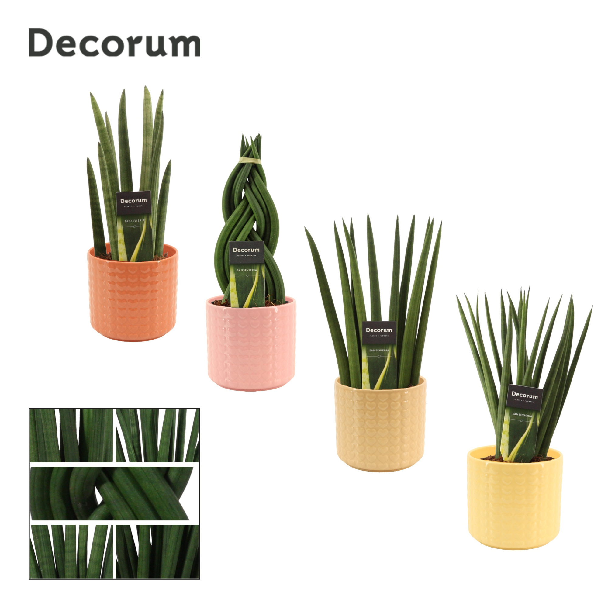 Sansevieria Cylindrica 12 cm Mix in Kaya (Sympathetic moods-coll, D 12