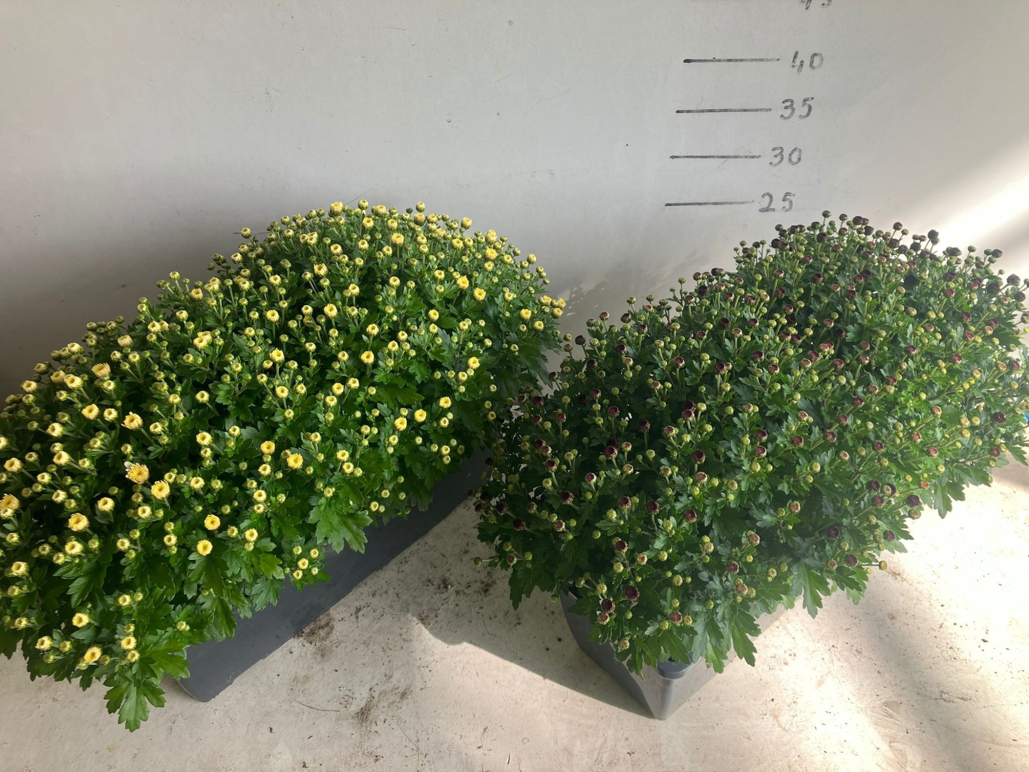 837 DM : Bloembak 40 cm UNI kleuren 1 kleur per balcon bak, D 40