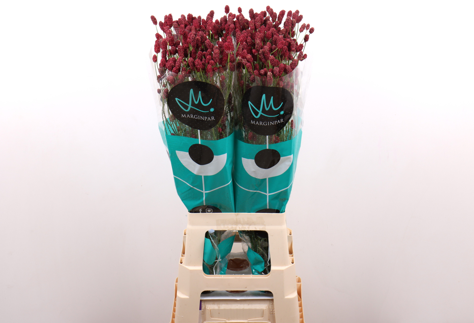 Сангисорба Оффициналис Рэд Дрим 80 (бордо), шт.