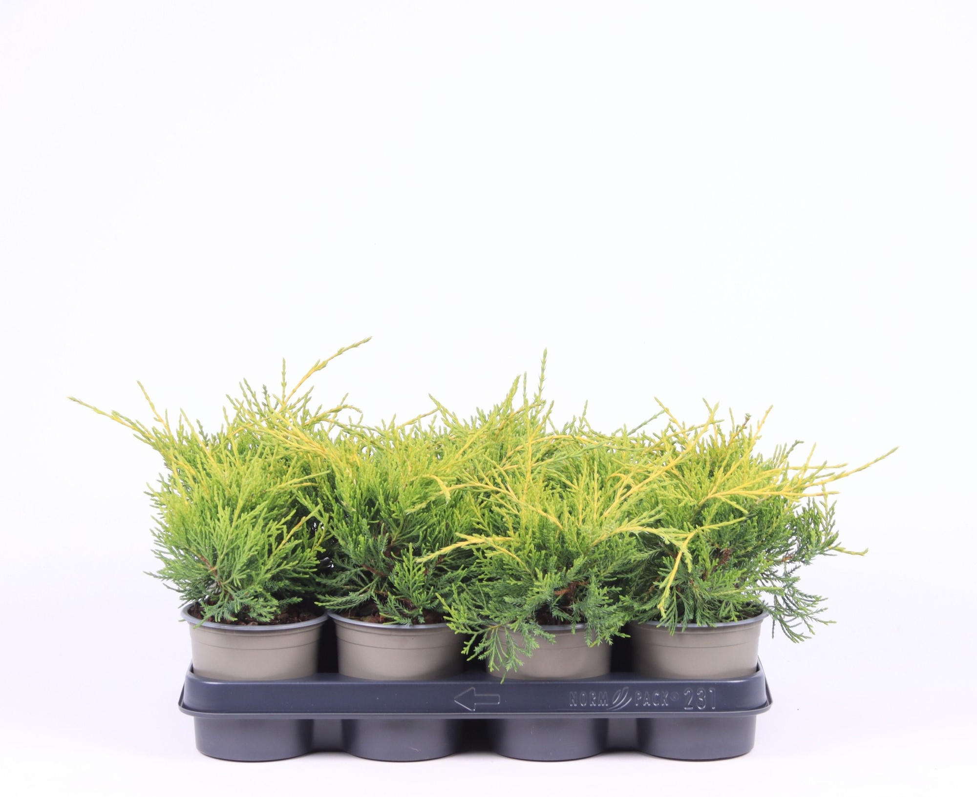 Juniperus x pfitzeriana 'Old Gold', D 11 cm