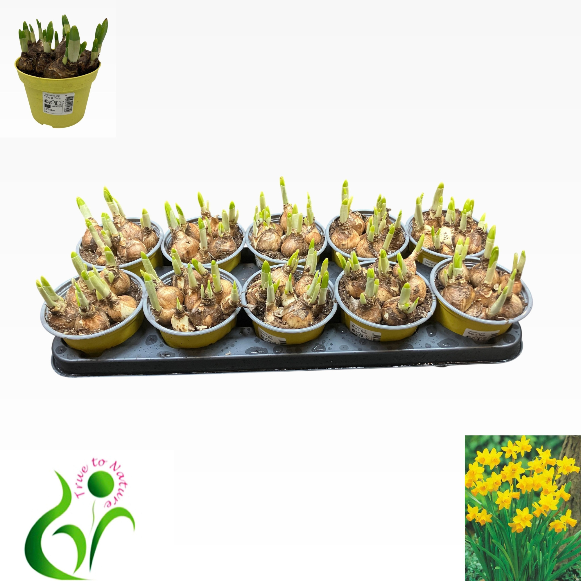 Narcis Tete a Tete, D 12