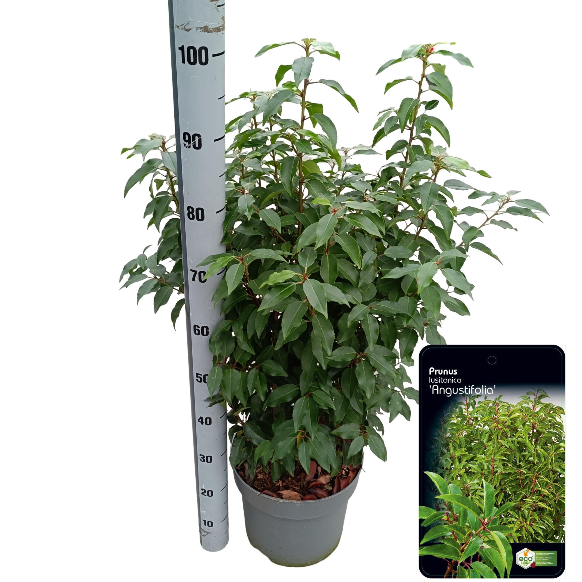 Prunus lusitanica 'Angustifolia', D 29