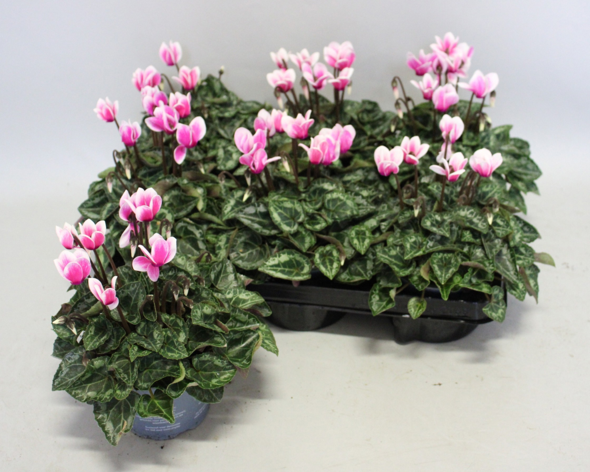 Cyclamen Super Serie 10,5 cm Fuji Neon Pink, D 10,5 cm