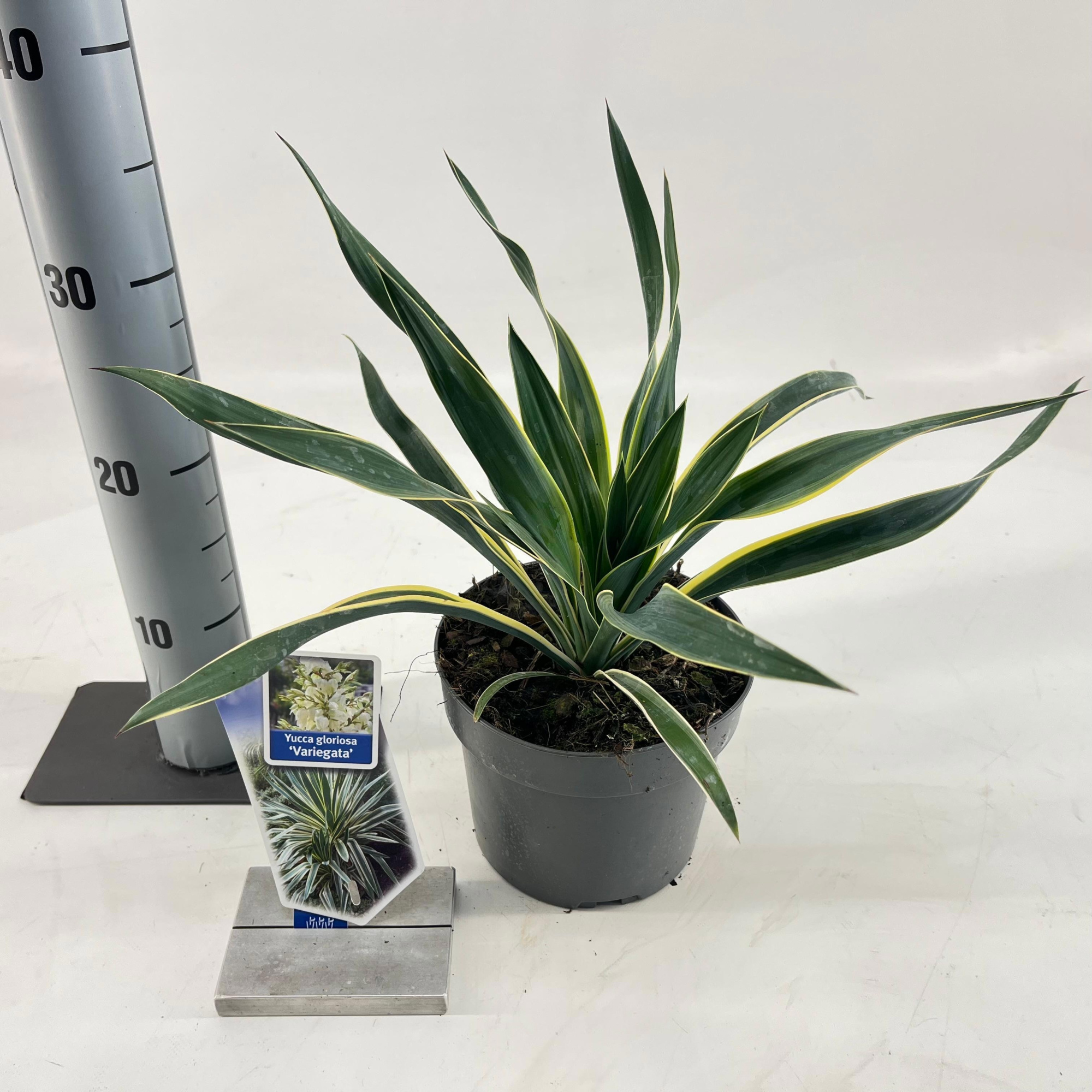 Yucca gloriosa 'Variegata', D 17