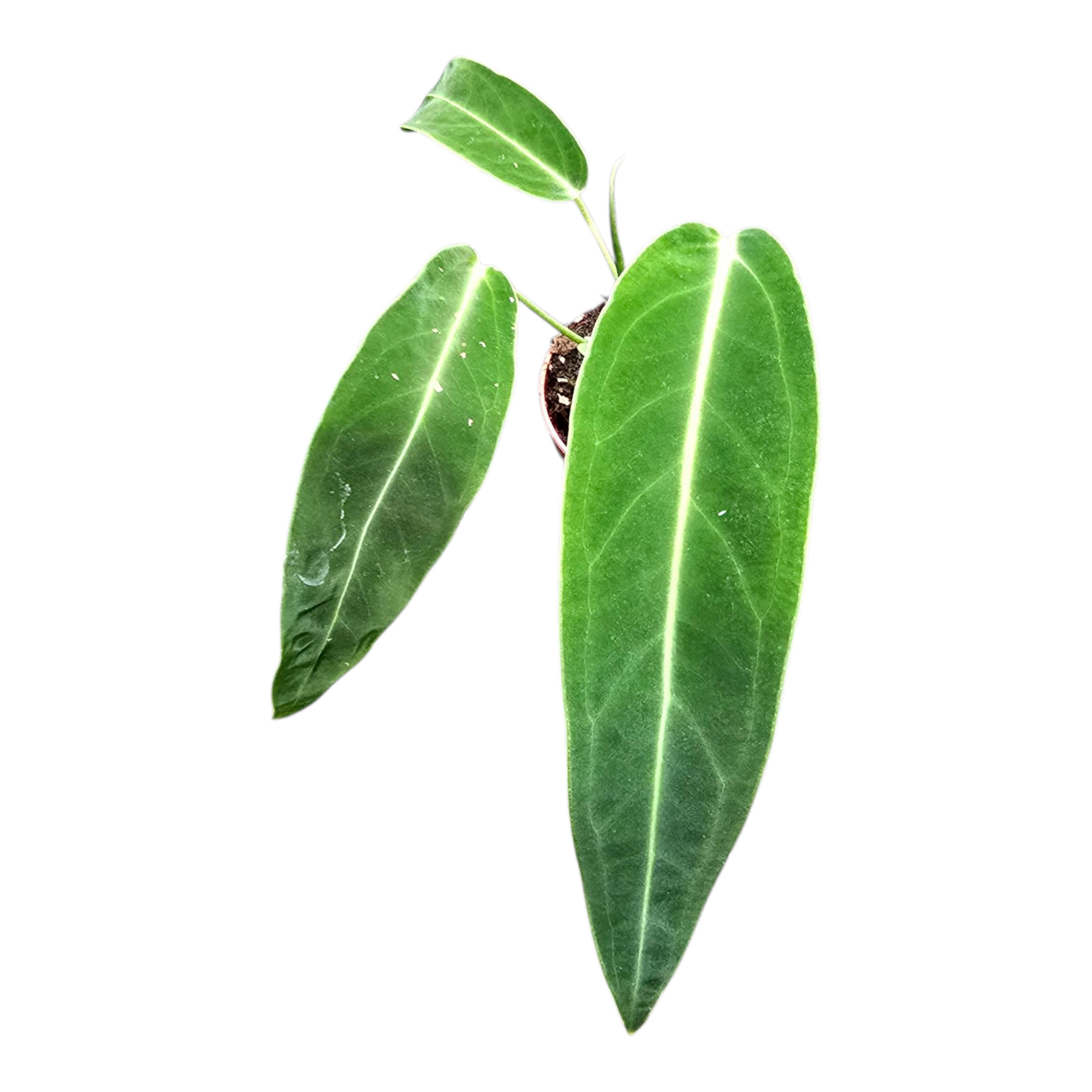 Anthurium Warocqueanum, D 9