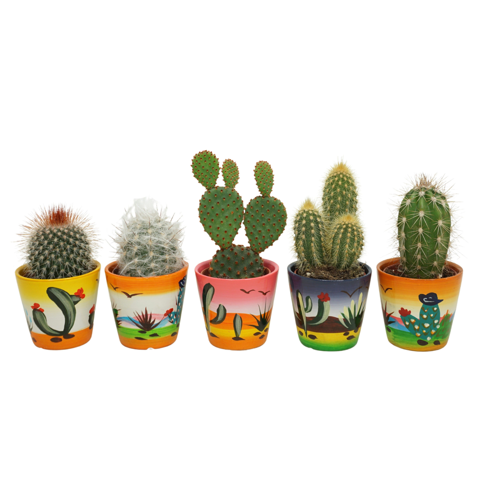 Cactus mix in 6 cm 'Decorpotje', D 5,5 cm