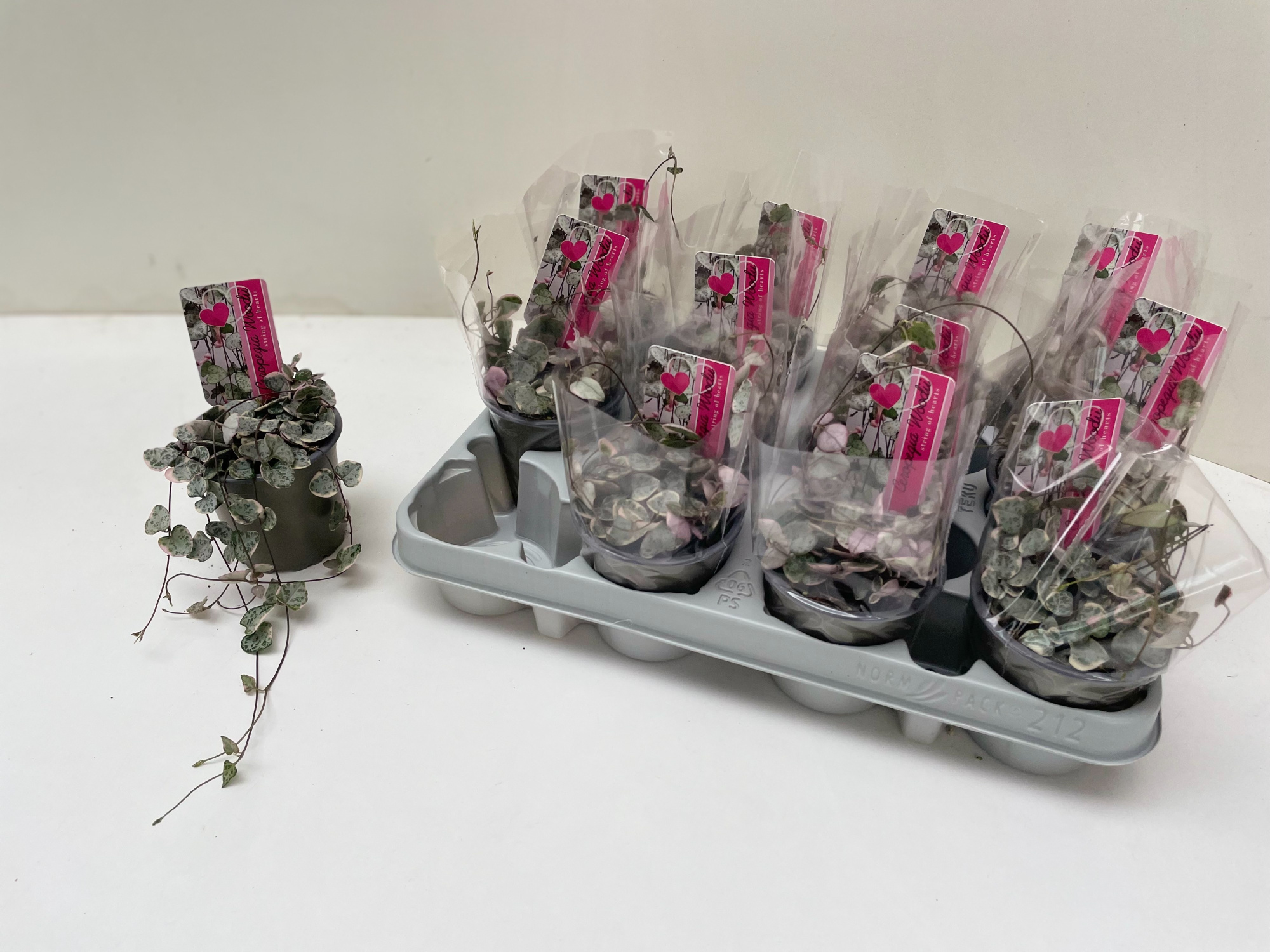 Ceropegia Variagata, D 9 cm