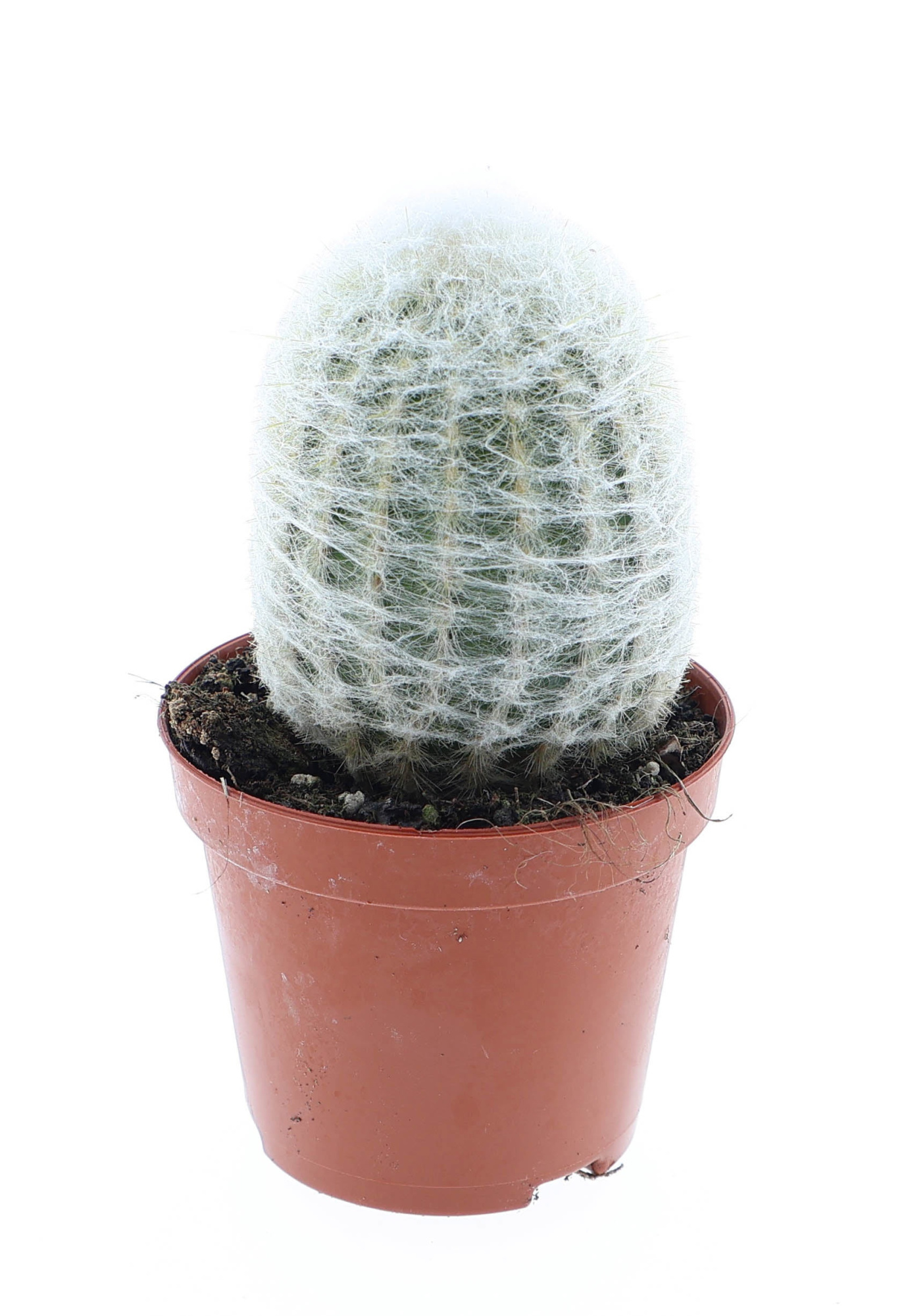 Espostoa nana, D 8,5 cm