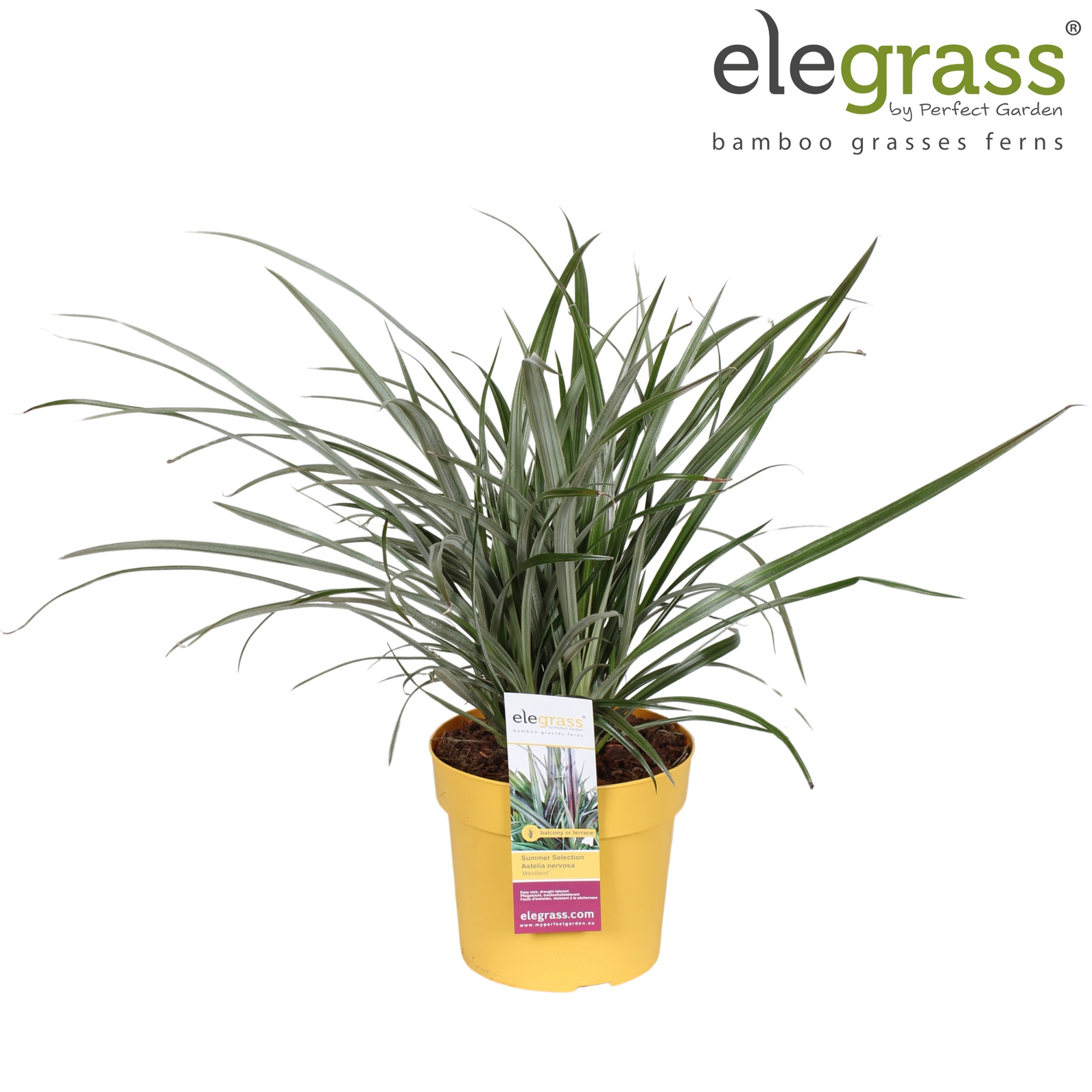 Astelia nervosa 'Westland' P19, D 19 cm