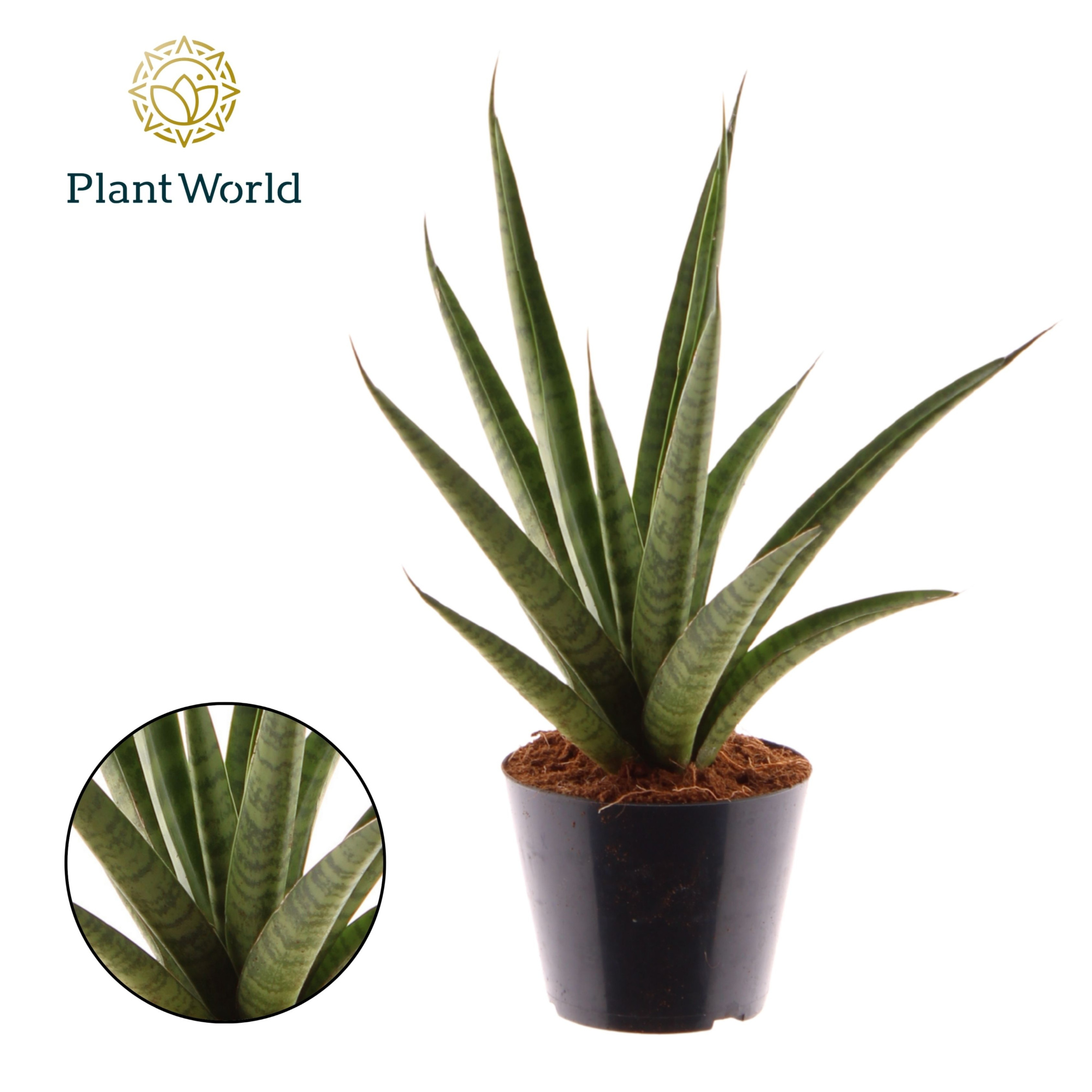 Sansevieria 'trifciata' Pineapple, D 10,5