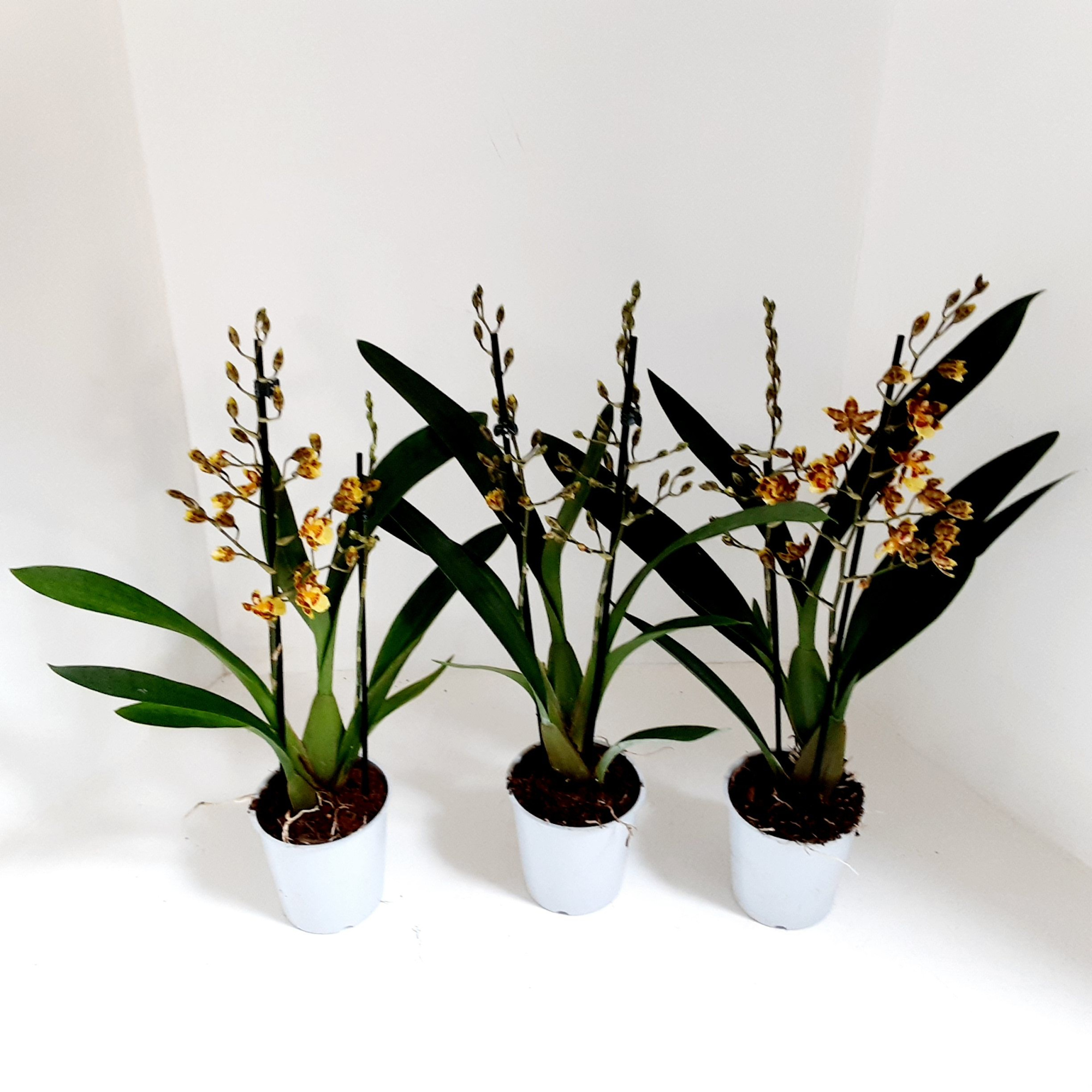 Cambria Sunset 1 tak, D 12 cm