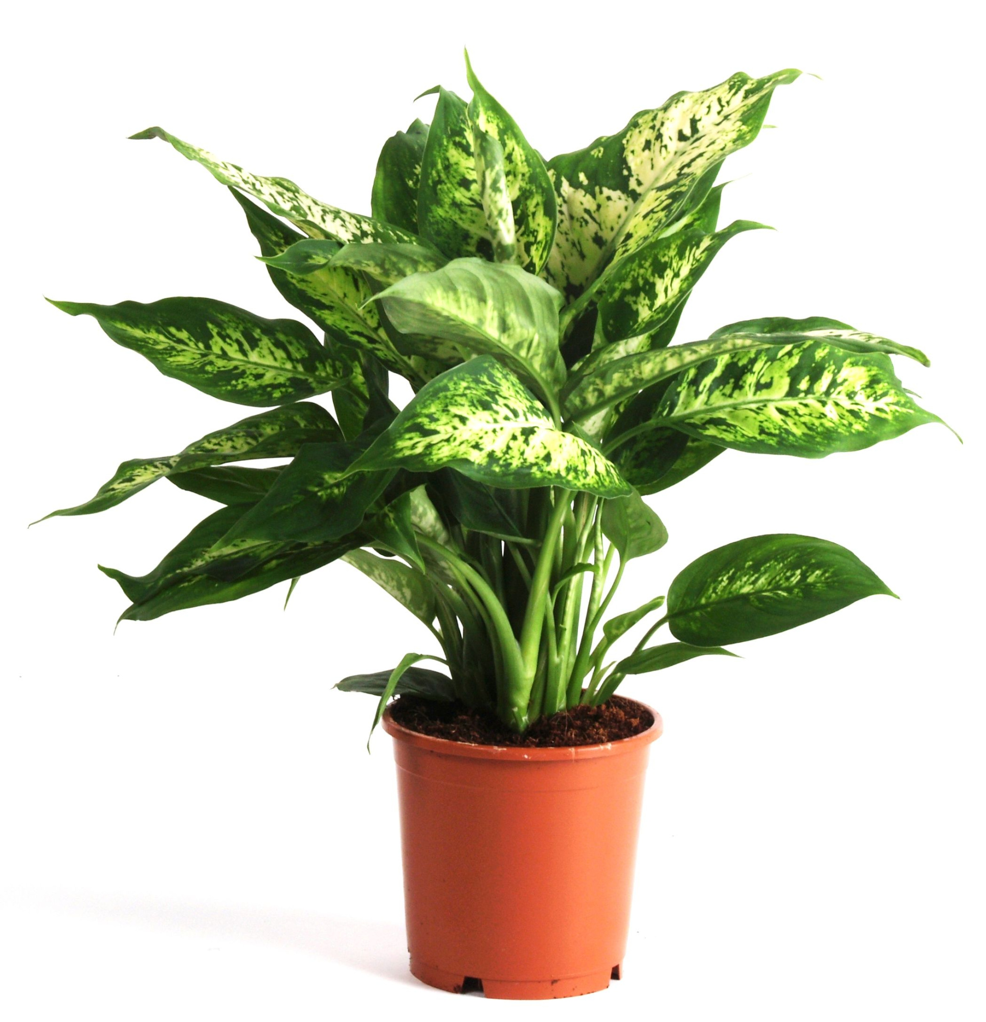 Dieffenbachia Compacta, D 12