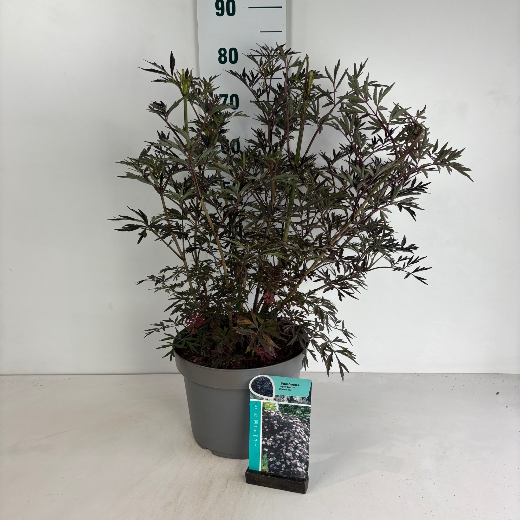Sambucus nigra Black Lace, D 29 cm