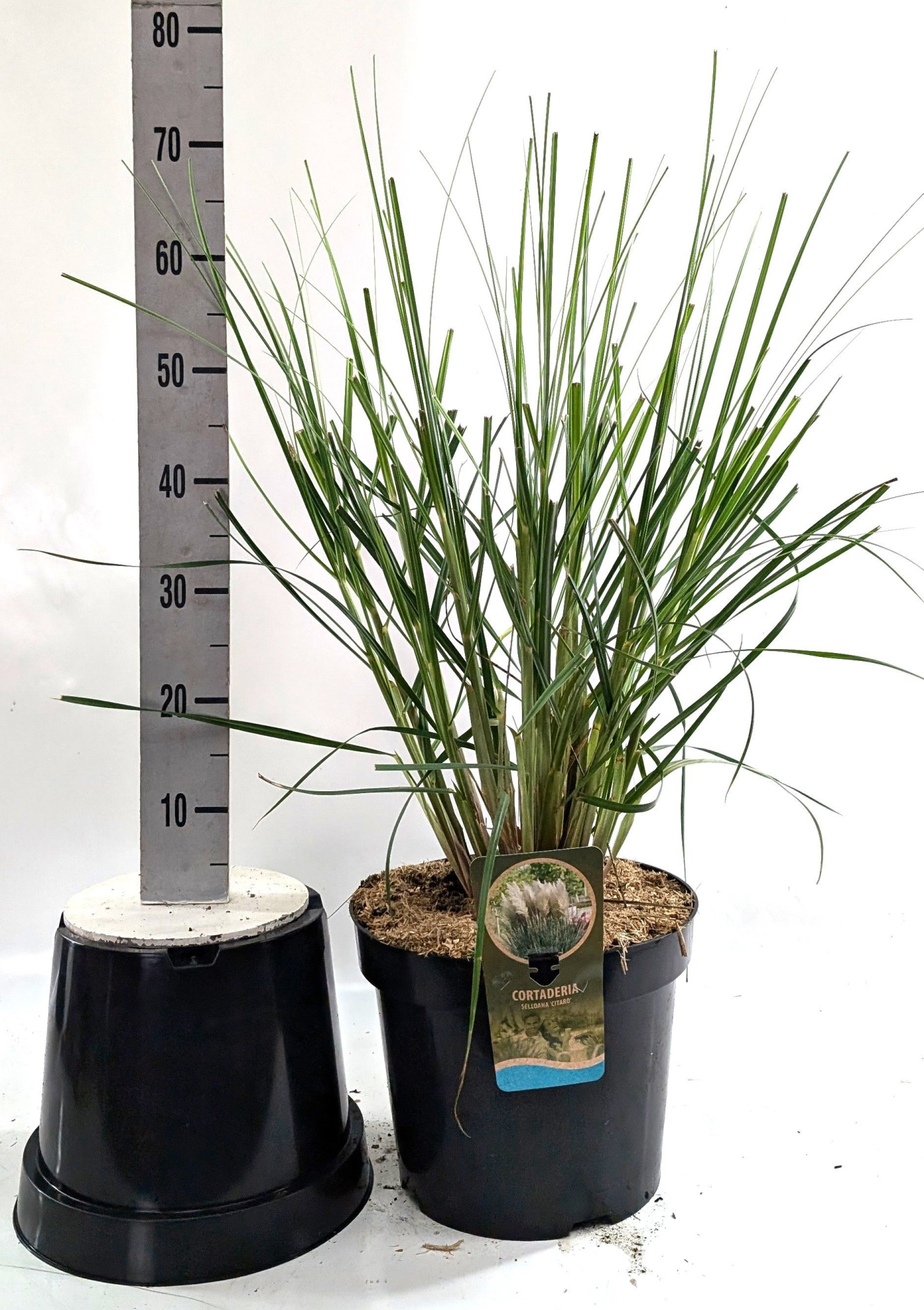 Cortaderia sel. 'Citaro', D 31