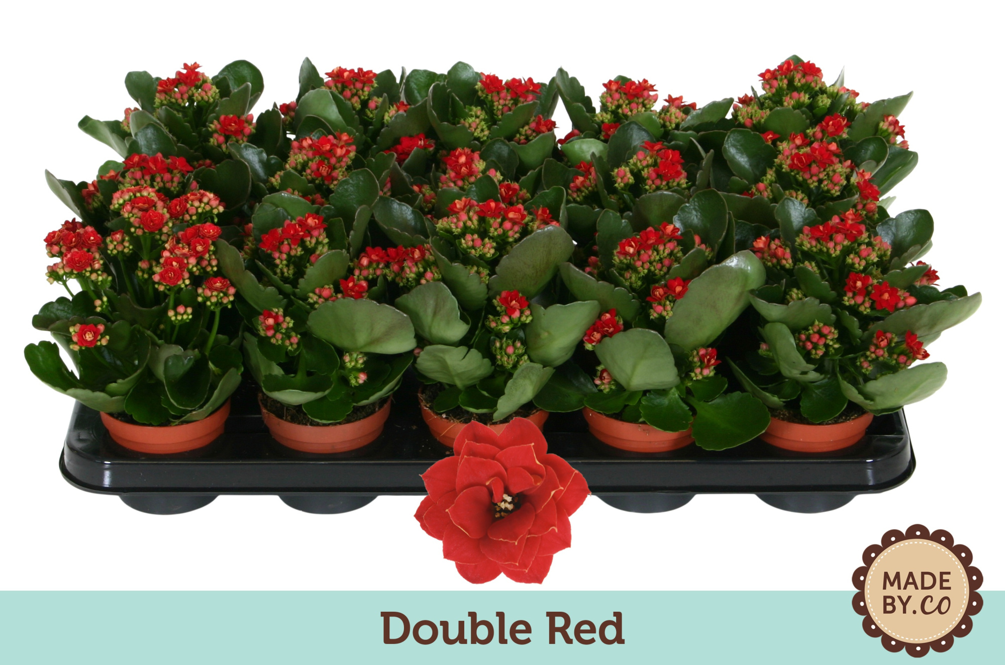 Kalanchoë Double Red - no sleeve, D 9 cm