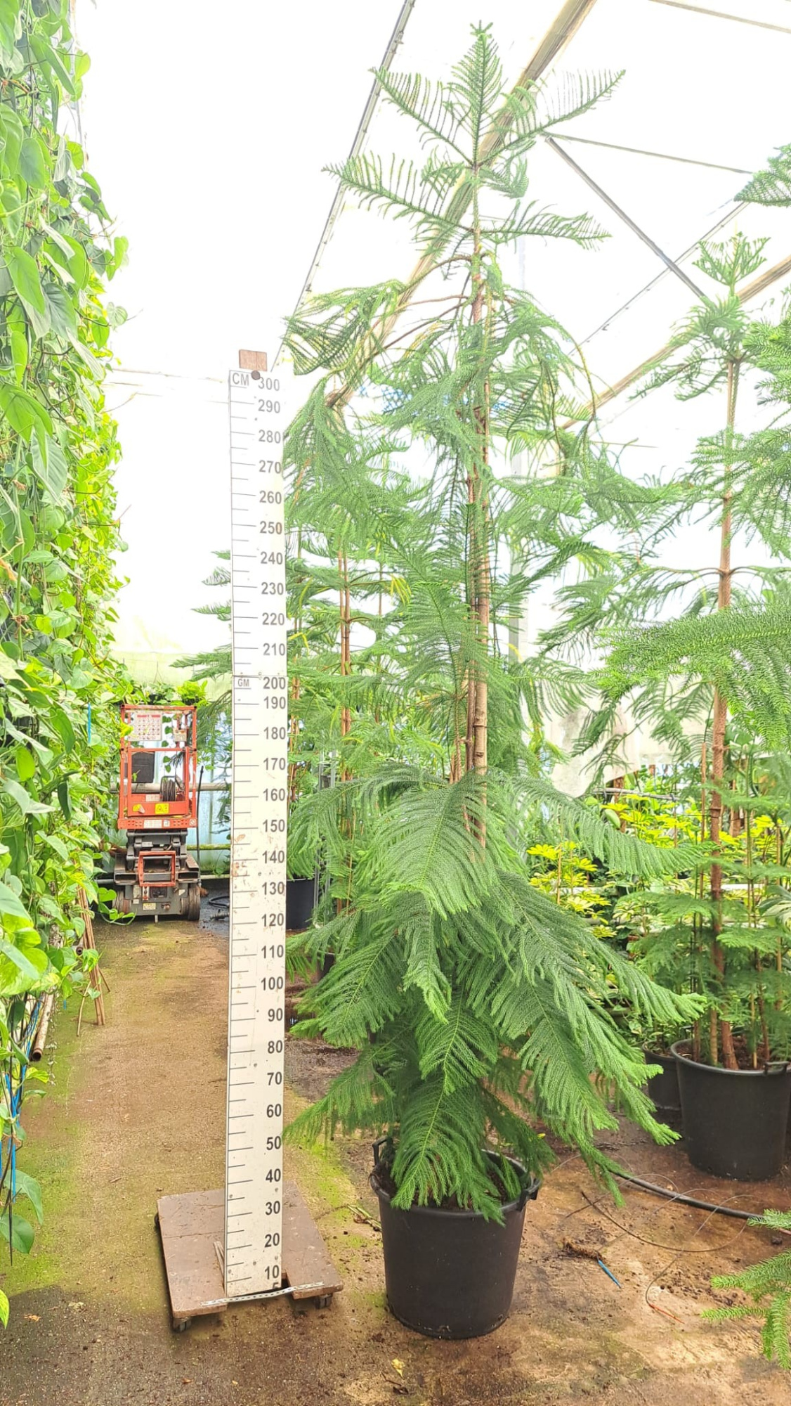 Araucaria 400, D 55 cm