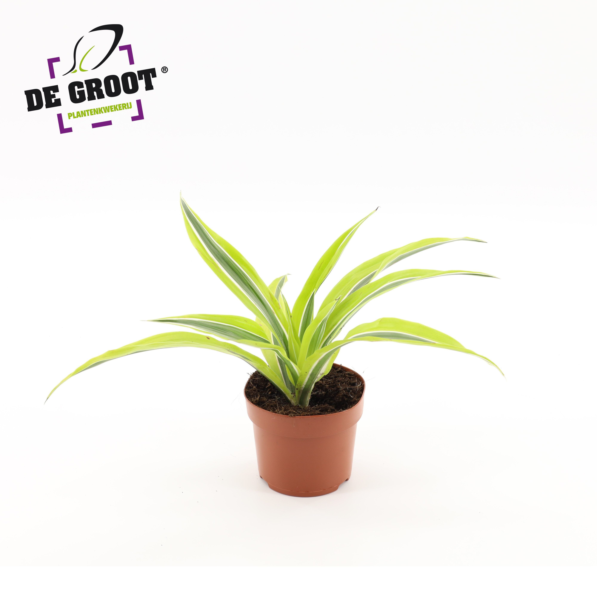 Dracaena Lemon kopstek, D 12