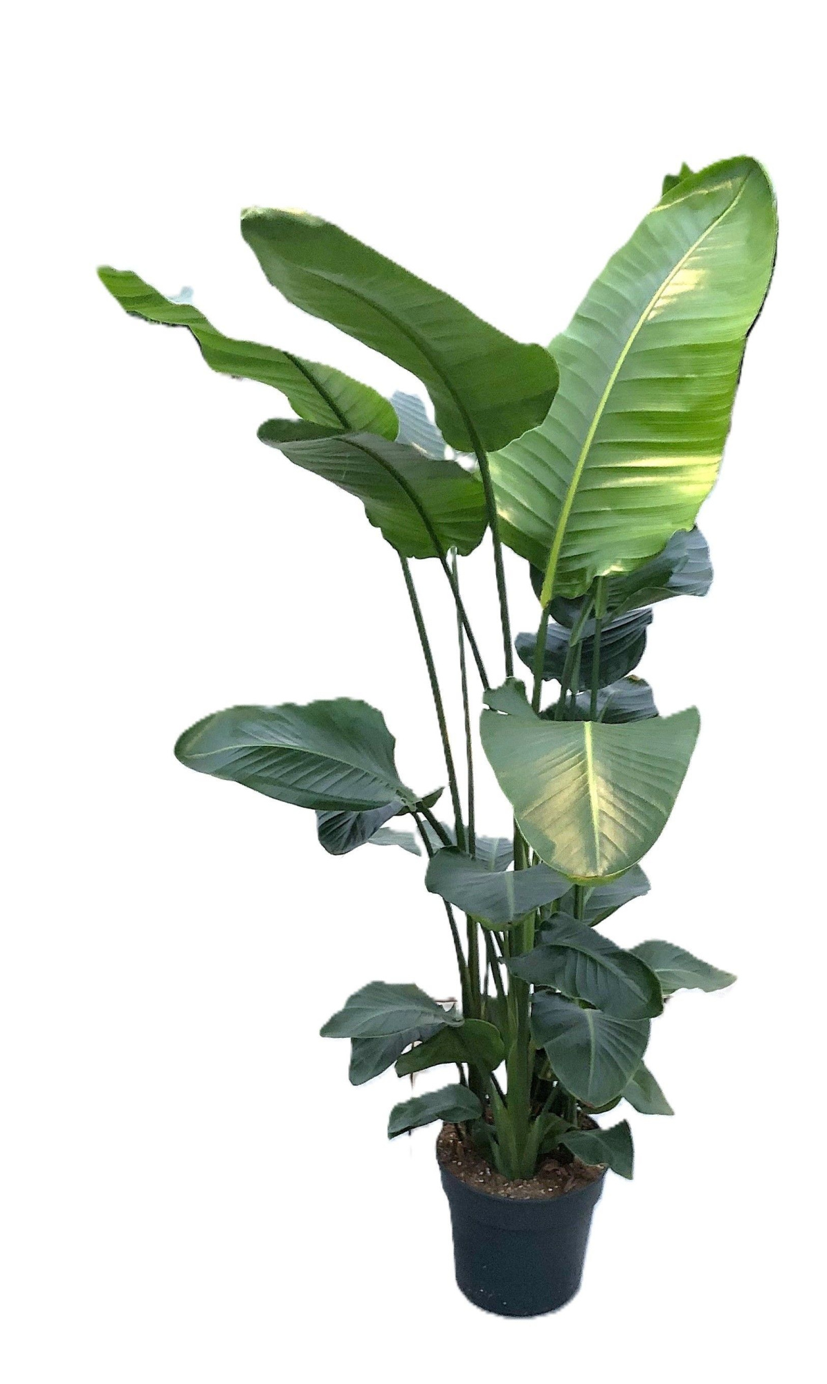 Strelitzia nicolaï p30 5pp 180+cm, D 30