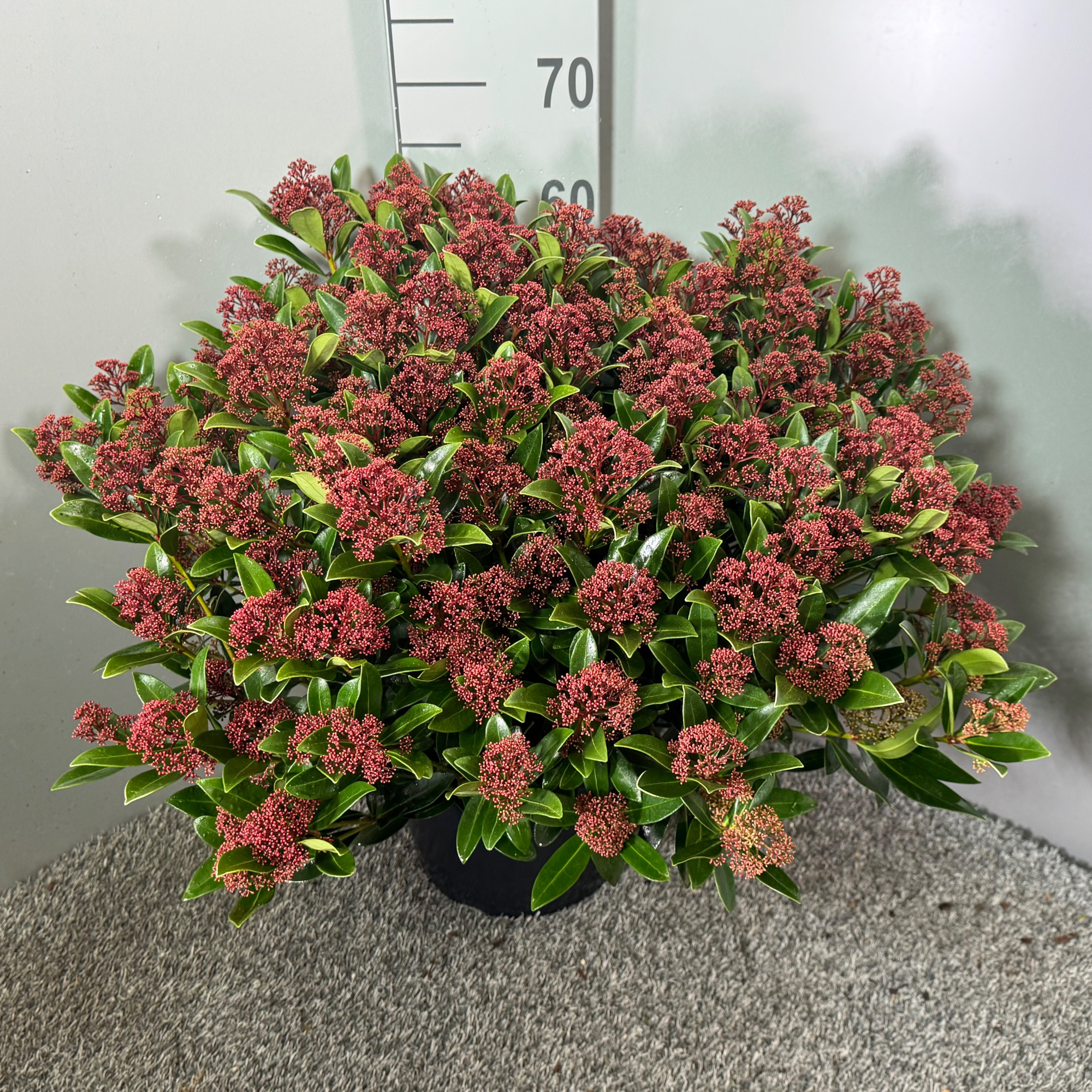 Skimmia japonica 'Rubesta', D 31 cm