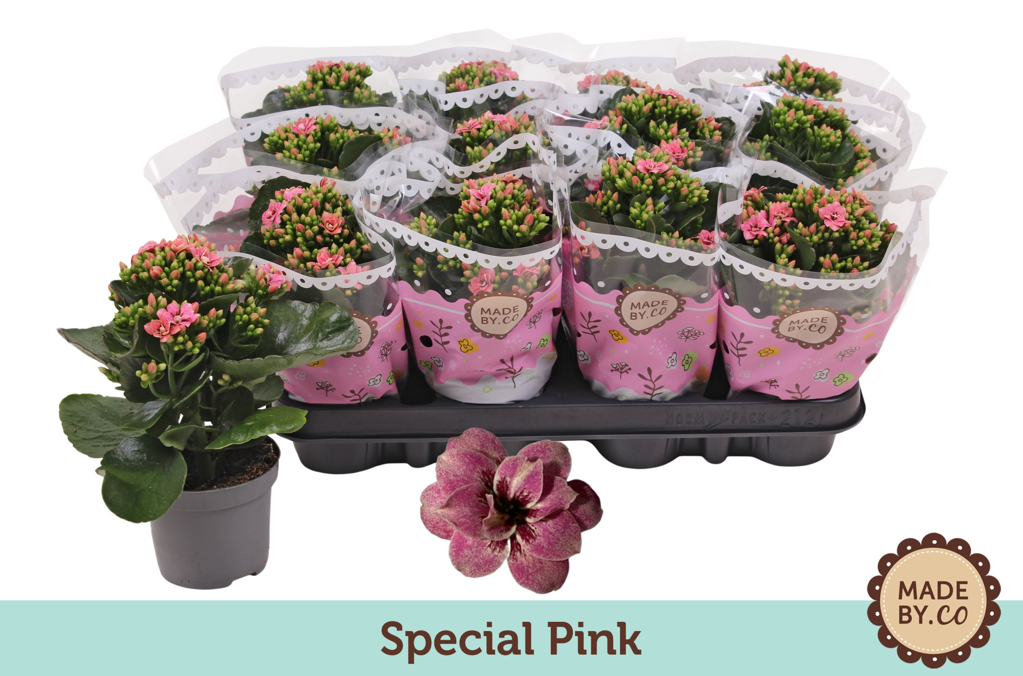 Kalanchoë Special Special Pink, D 9 cm