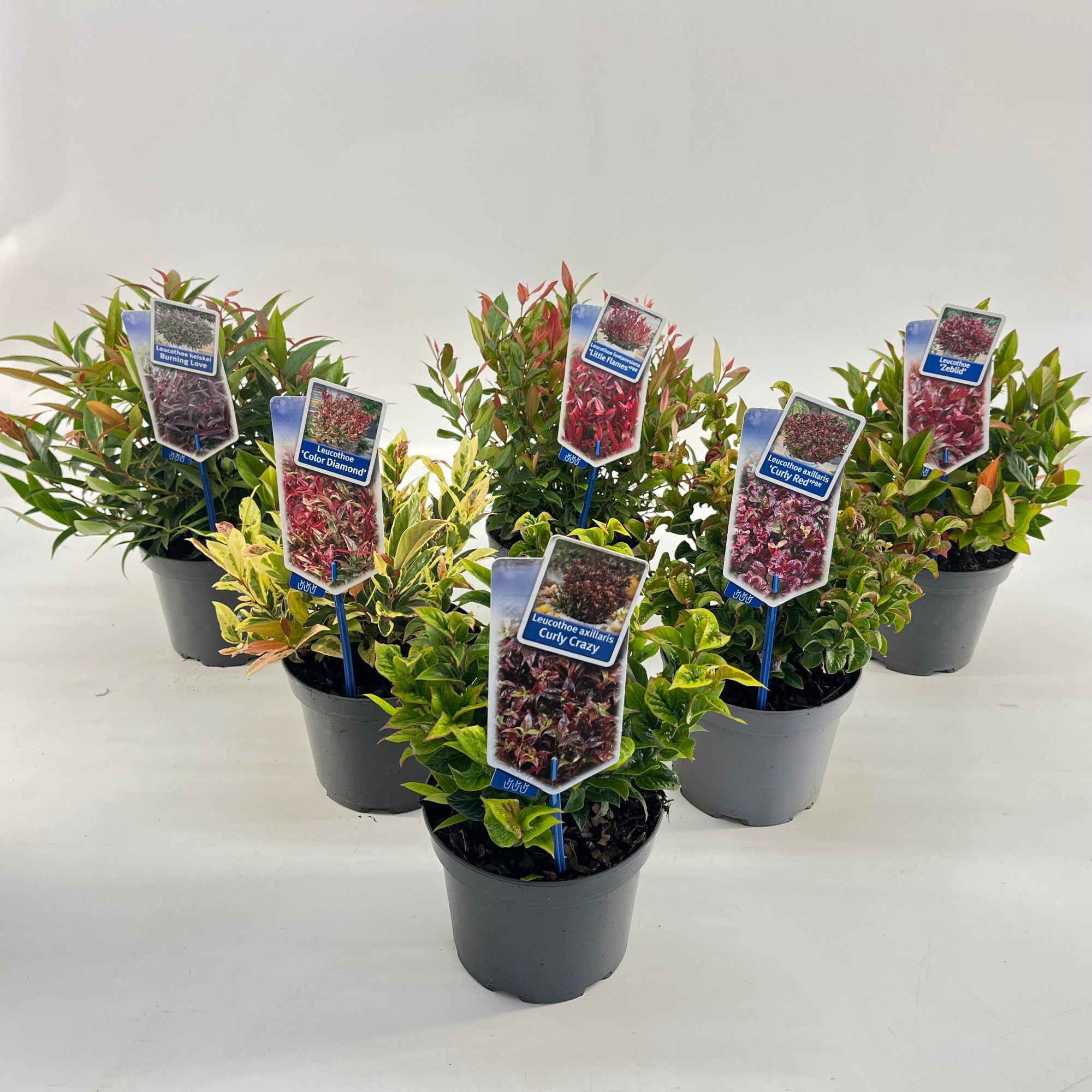 Leucothoë mix (minimum order one layer), D 17 cm