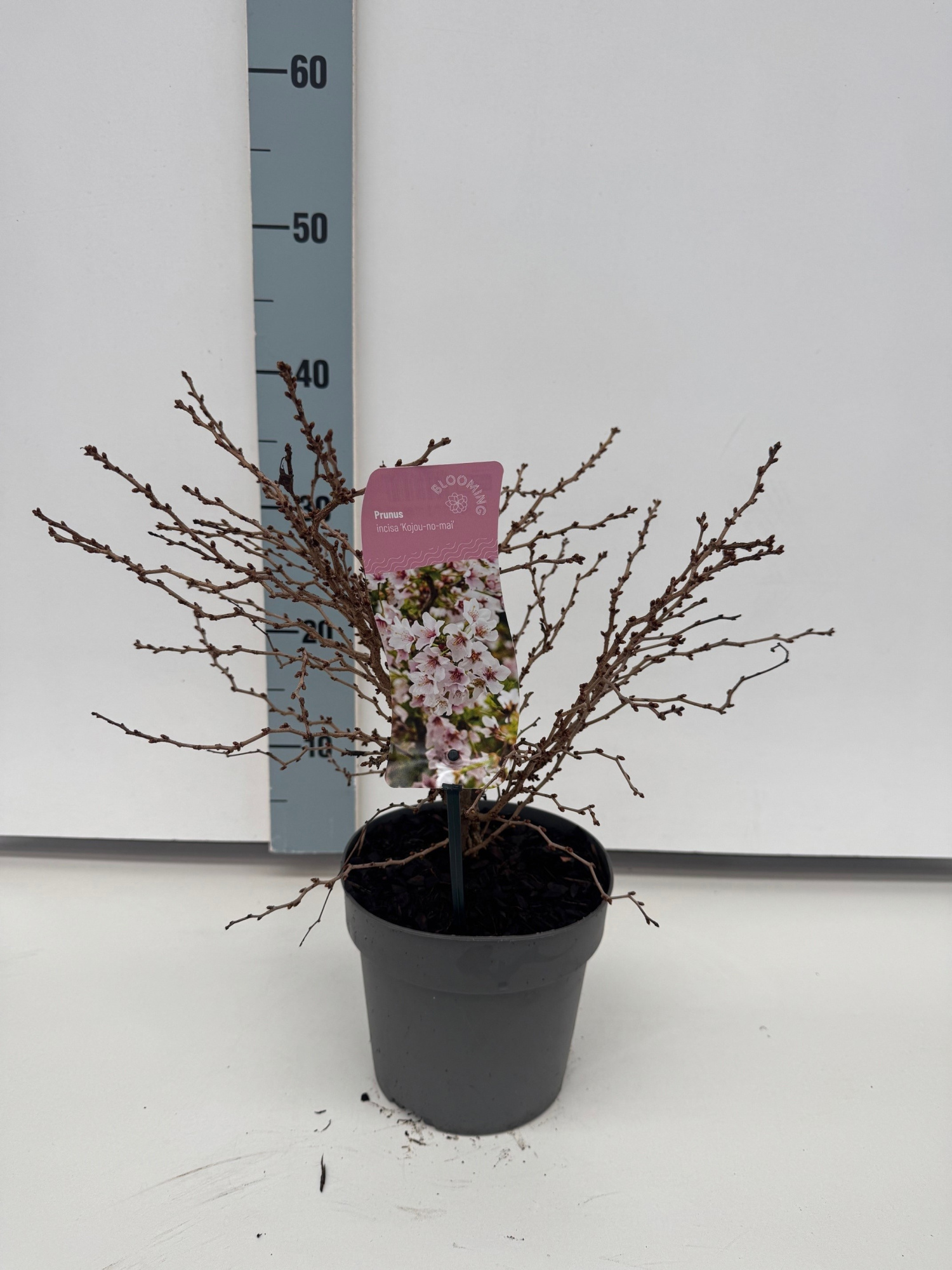 Prunus inc. 'Kojoe-No-Mai, D 17 cm