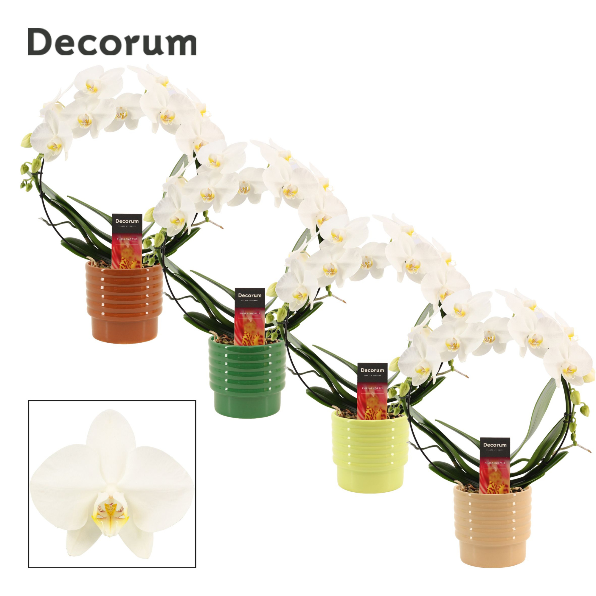 Phalaenopsis boog wit in Naemi (Natural bubble-collection), D 12