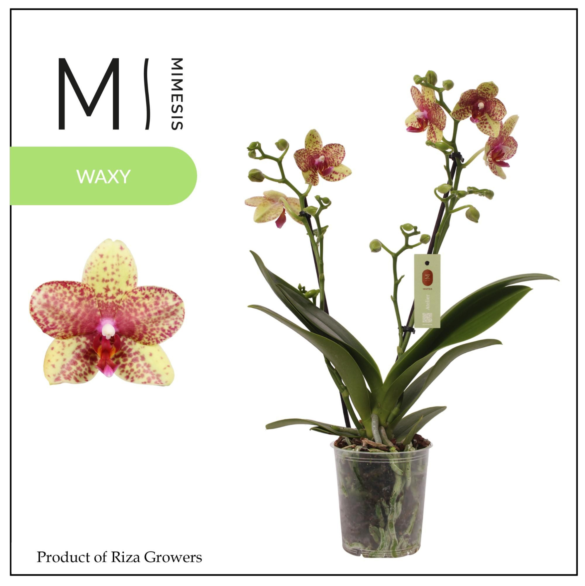 Phalaenopsis Grosseto 2 spike – 12cm | Mimesis, D 12 cm